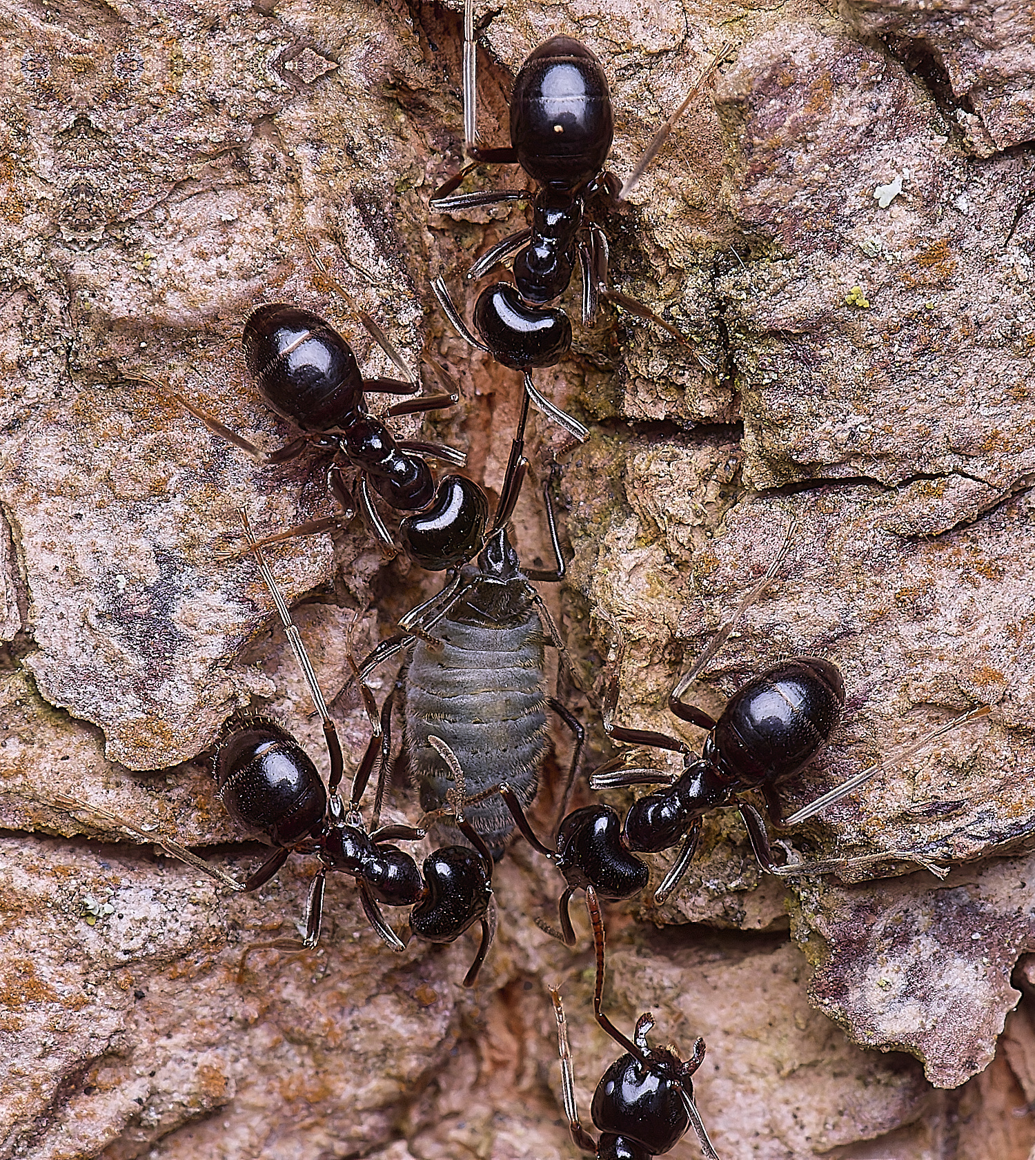 SantonDownhamJetAnts140525-1