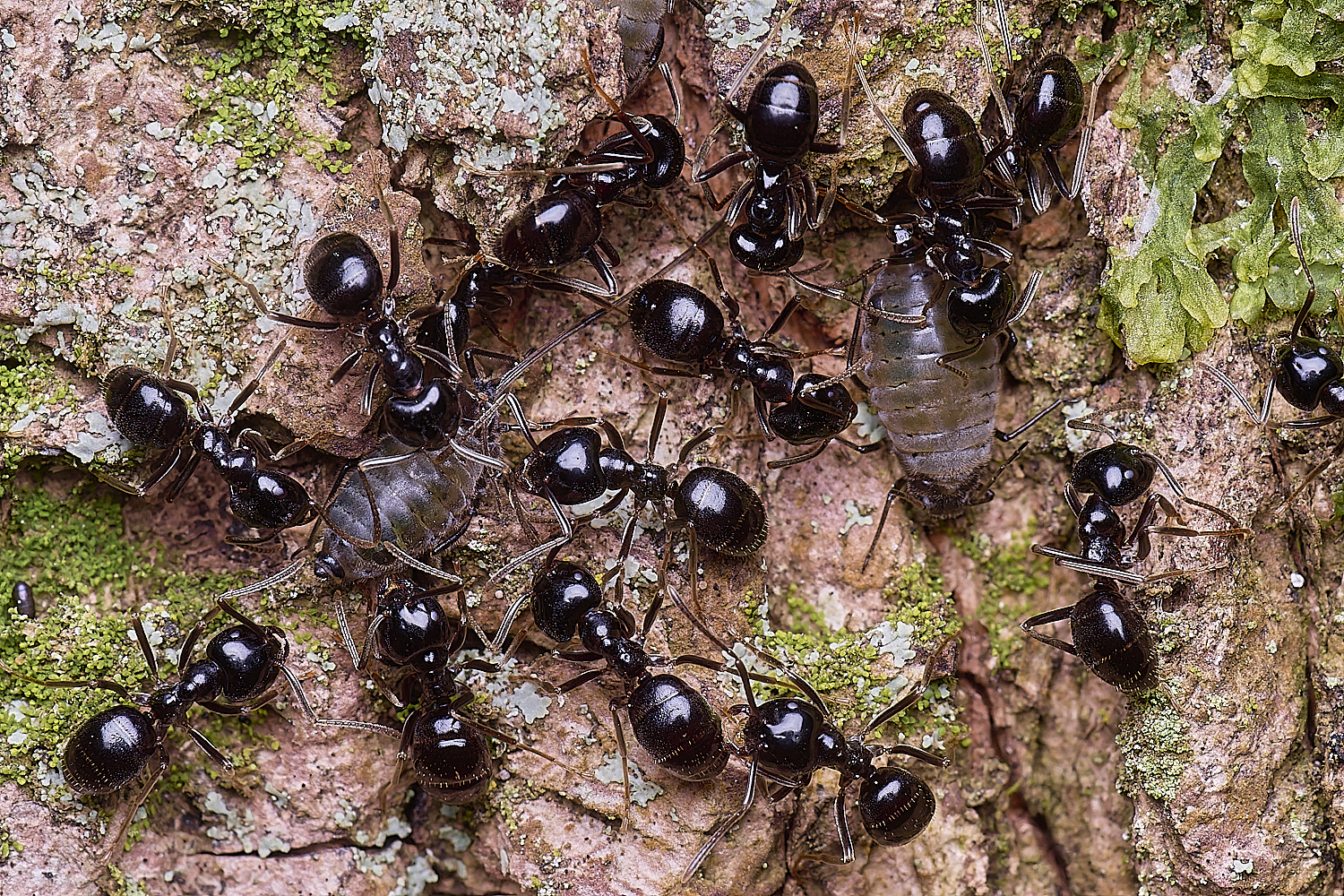 SantonDownhamJetAnts140525-11