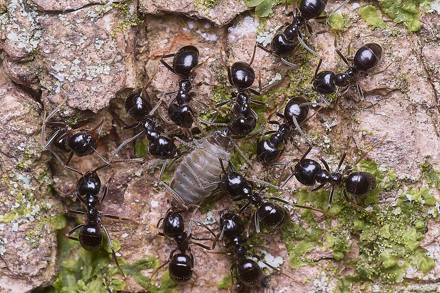 SantonDownhamJetAnts140525-12