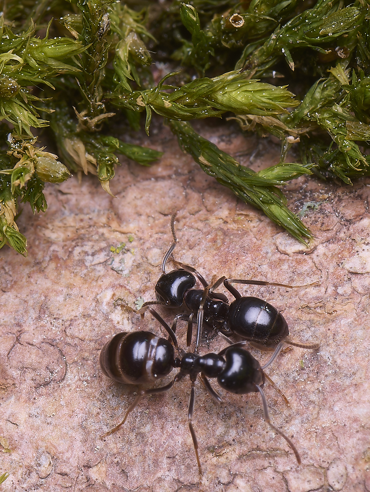 SantonDownhamJetAnts140525-13