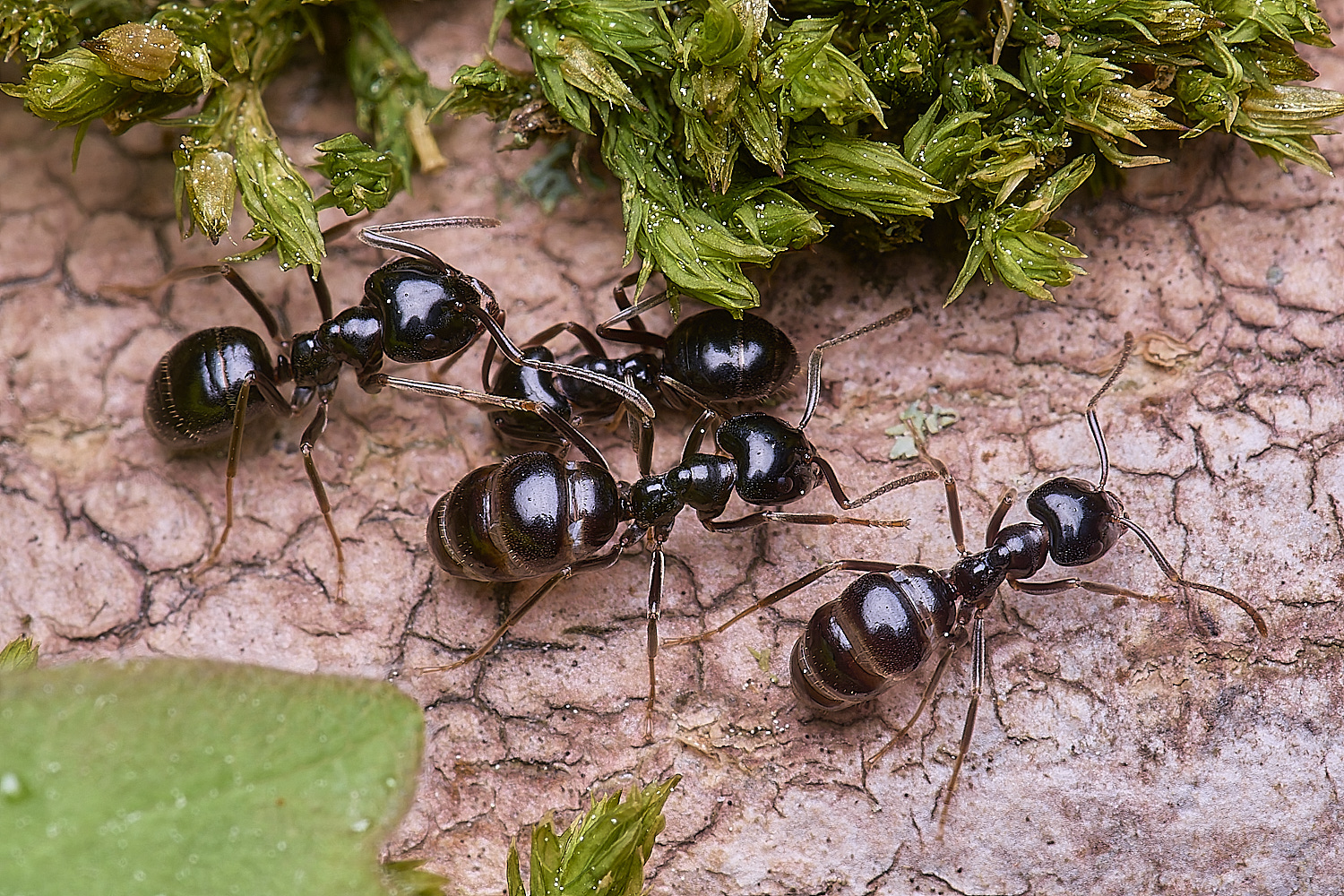 SantonDownhamJetAnts140525-14