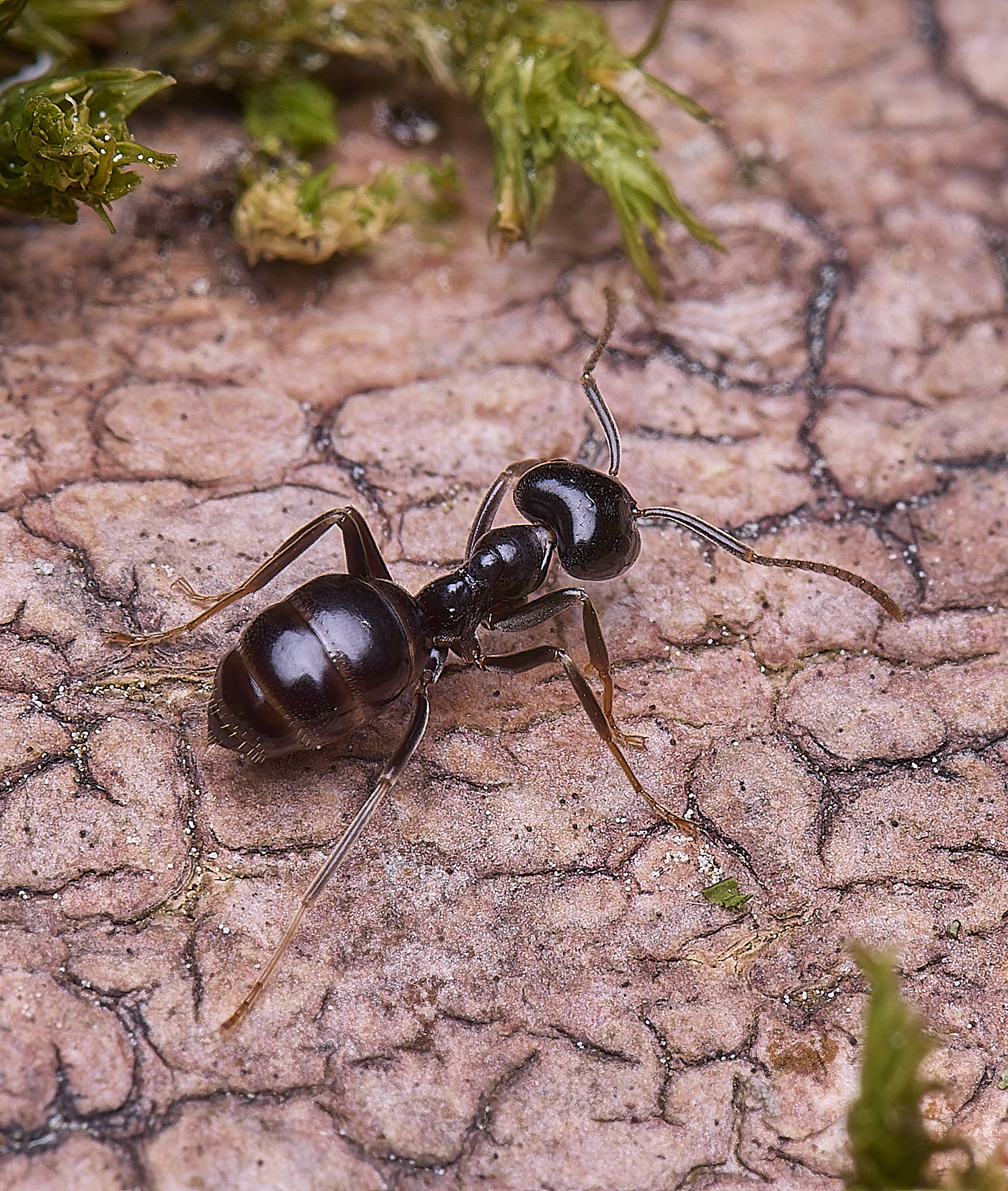 SantonDownhamJetAnts140525-15