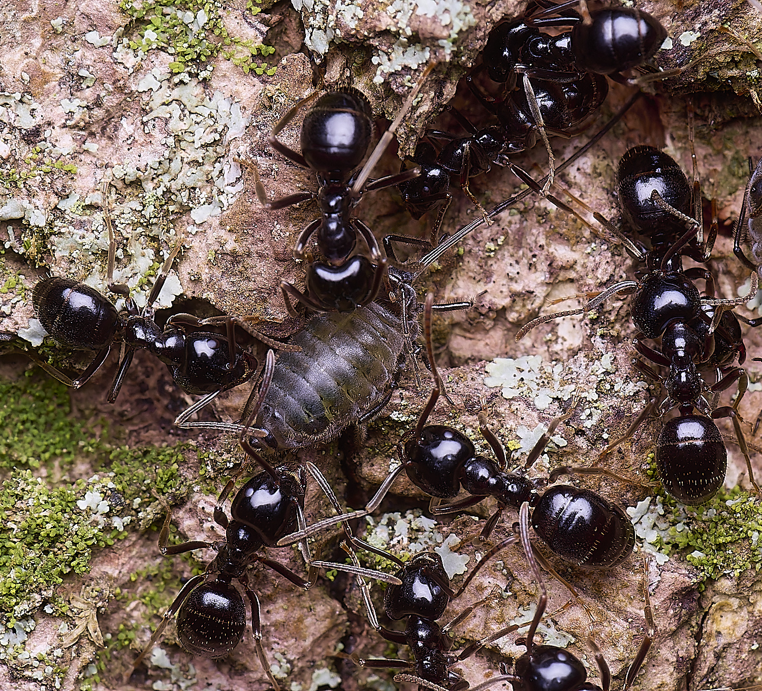 SantonDownhamJetAnts140525-17