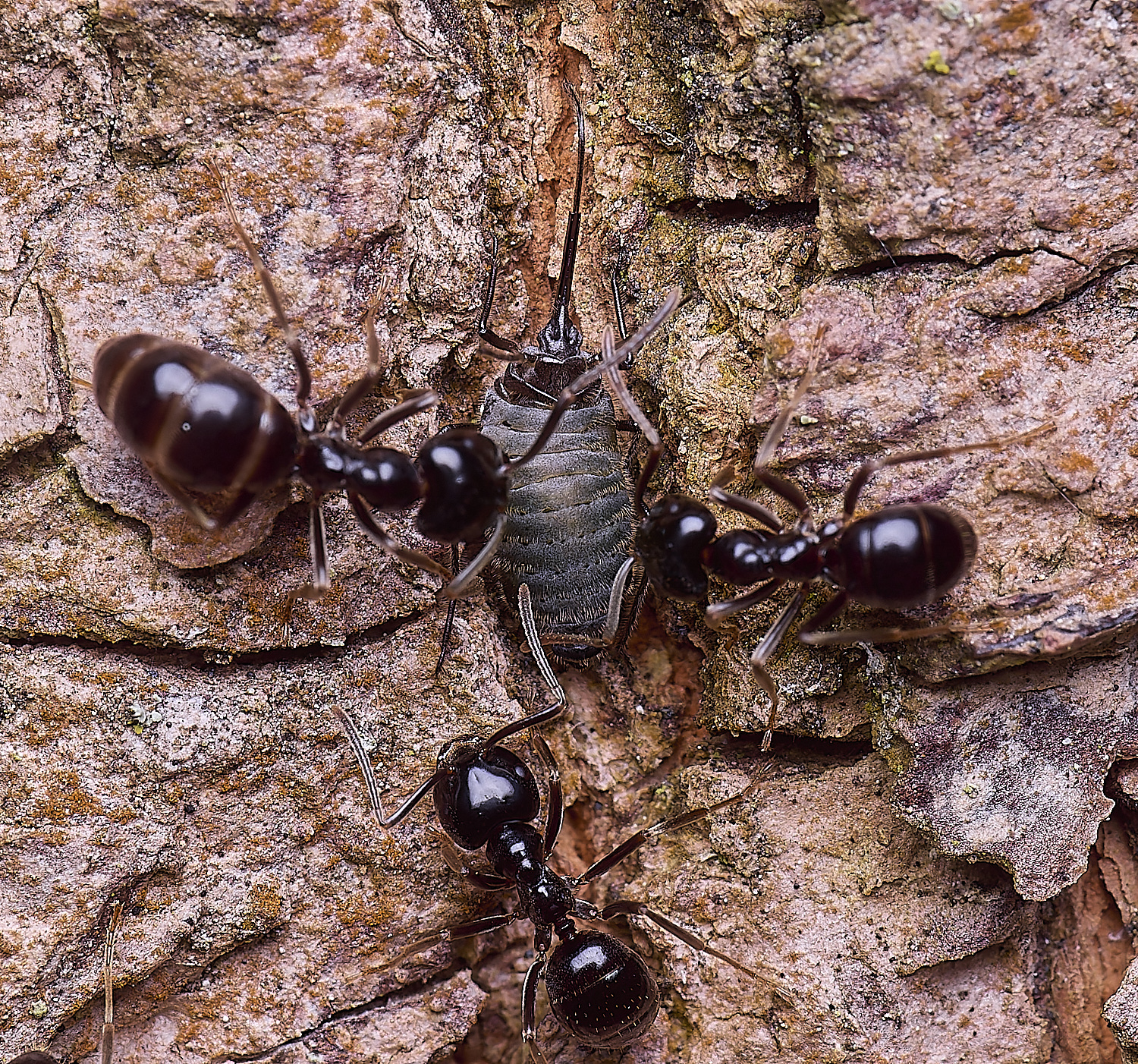 SantonDownhamJetAnts140525-2