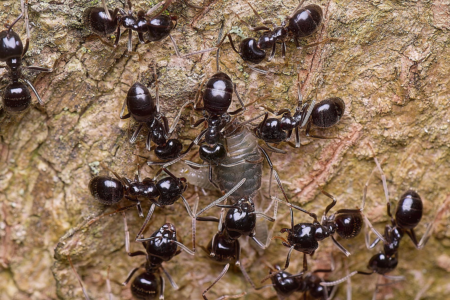 SantonDownhamJetAnts140525-3