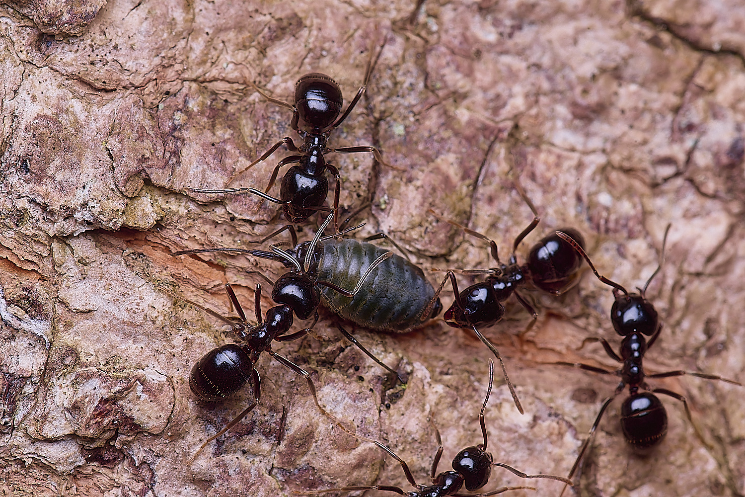 SantonDownhamJetAnts140525-4