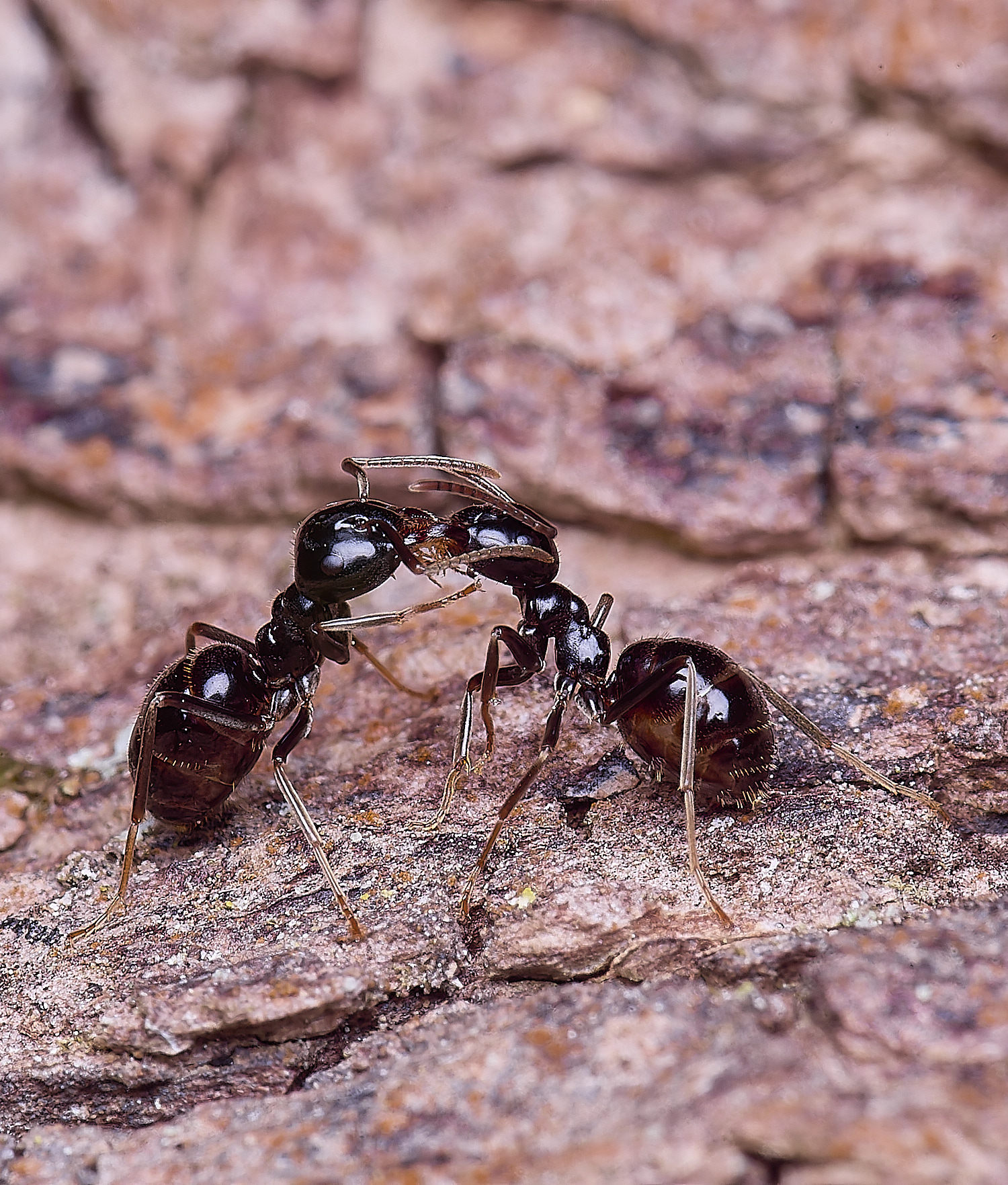 SantonDownhamJetAnts140525-5