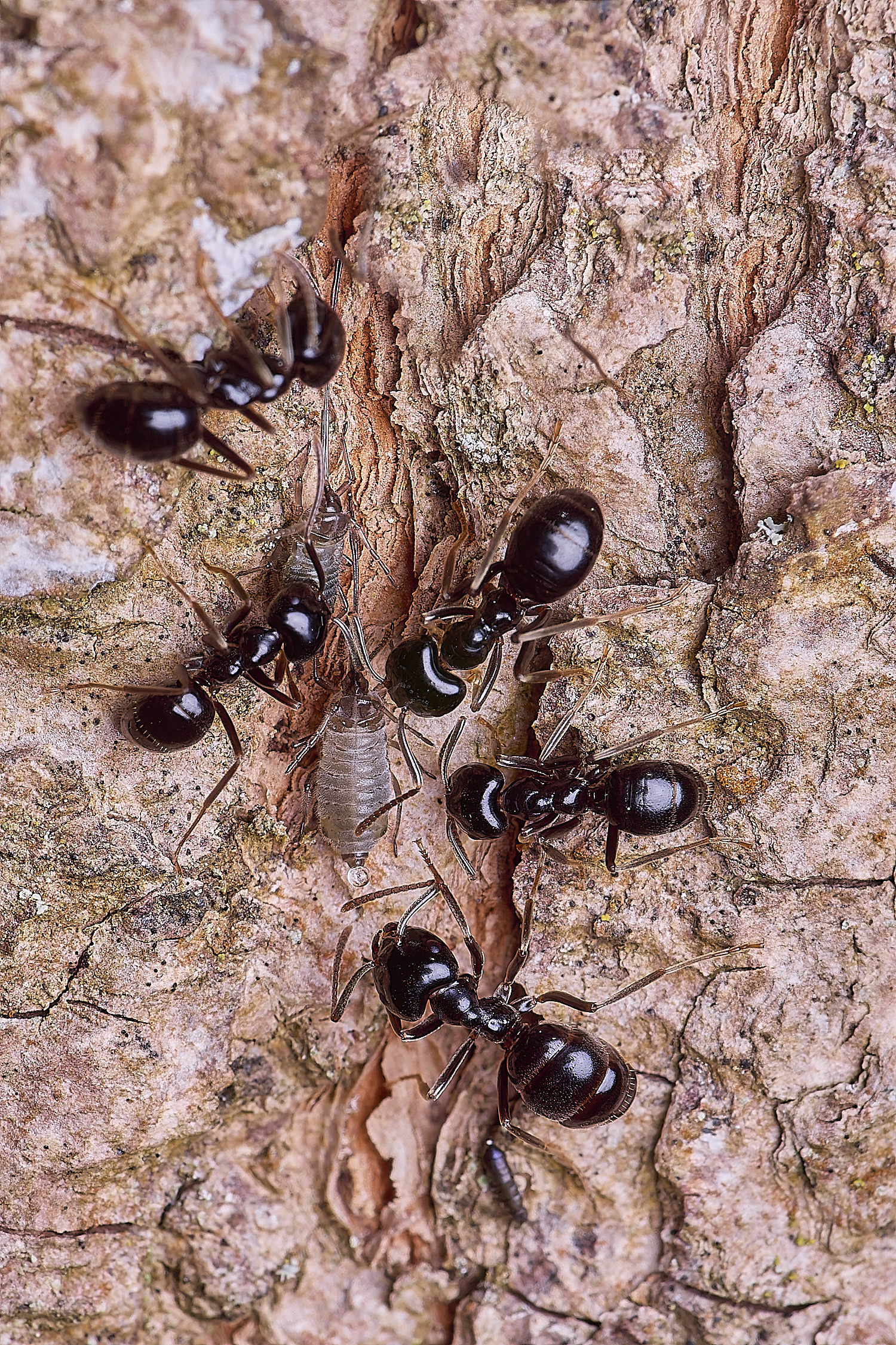 SantonDownhamJetAnts140525-6