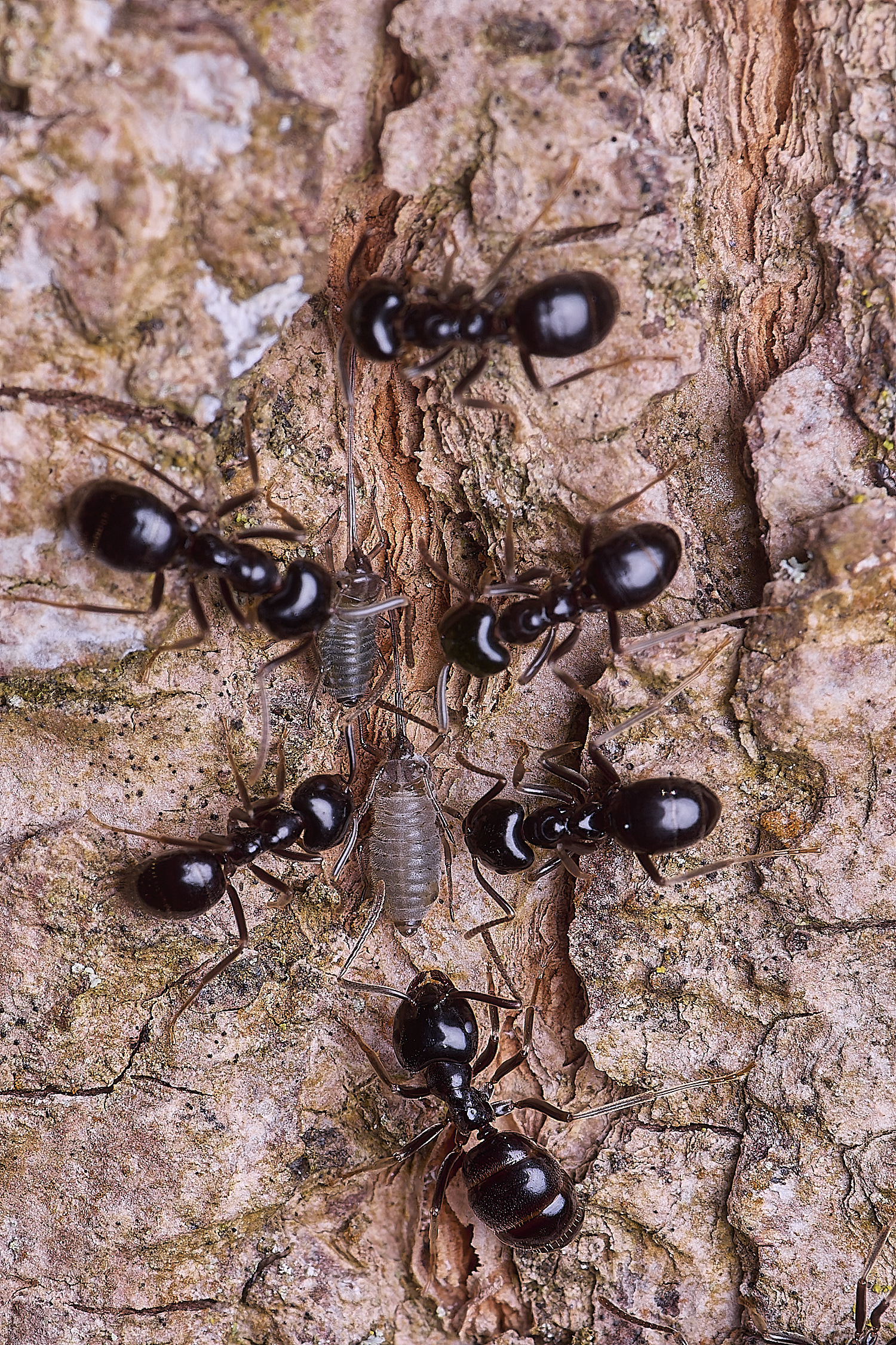 SantonDownhamJetAnts140525-7