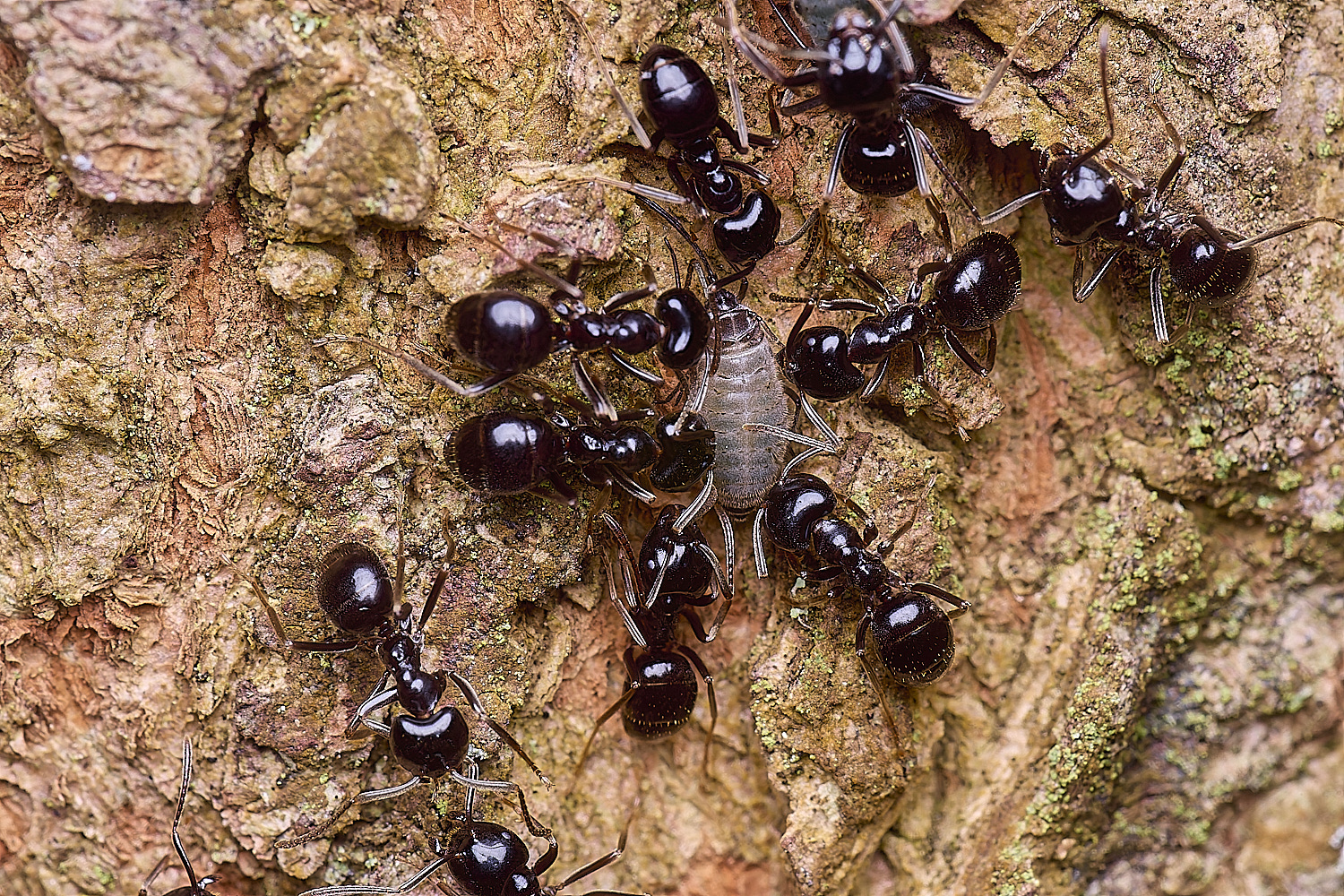 SantonDownhamMapleAphid080625-1