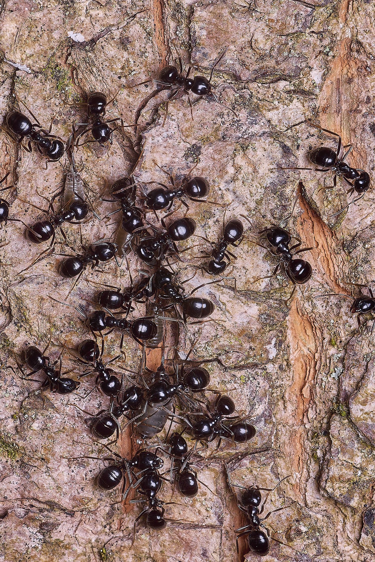 SantonDownhamMapleAphid080625-4