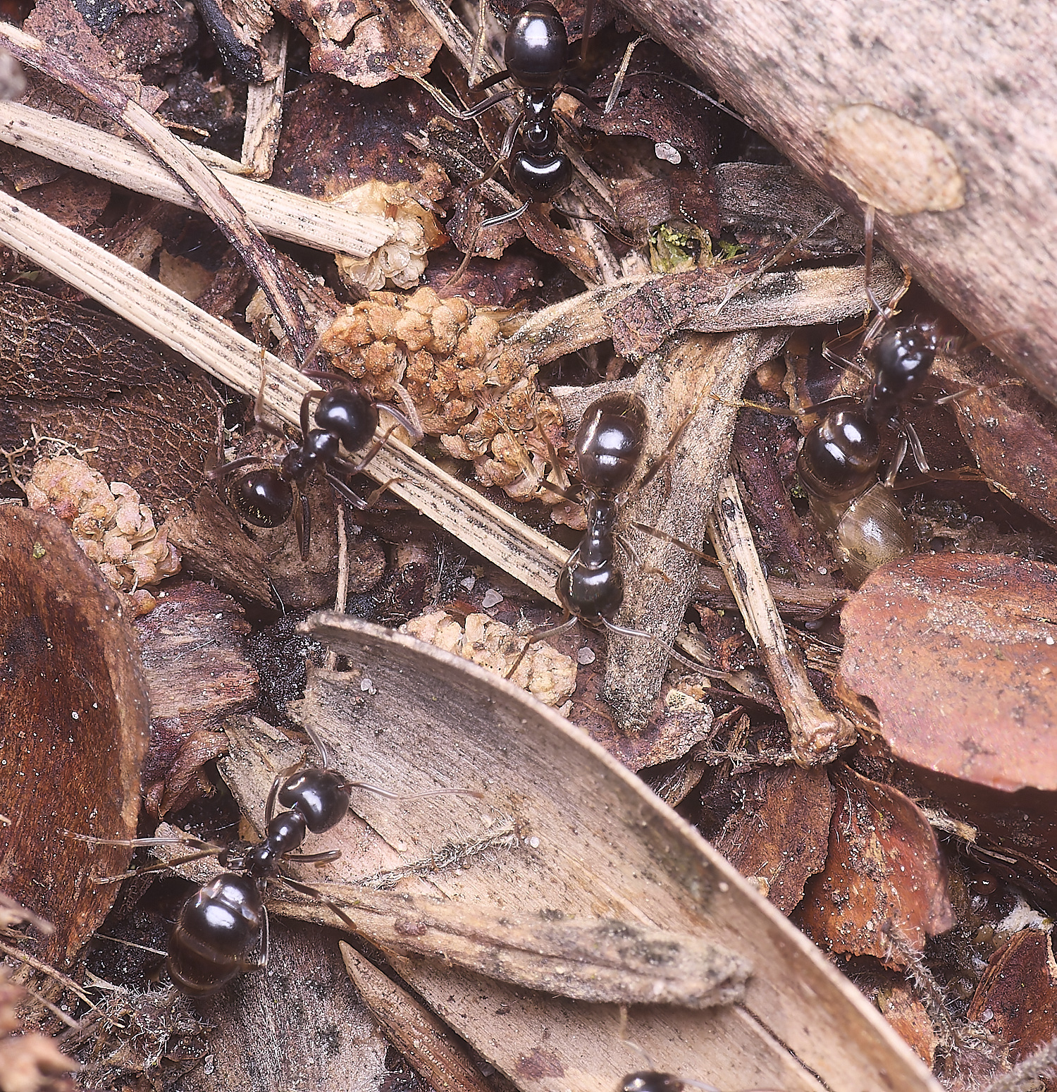 SantonDownhamMapleAphid080625-5