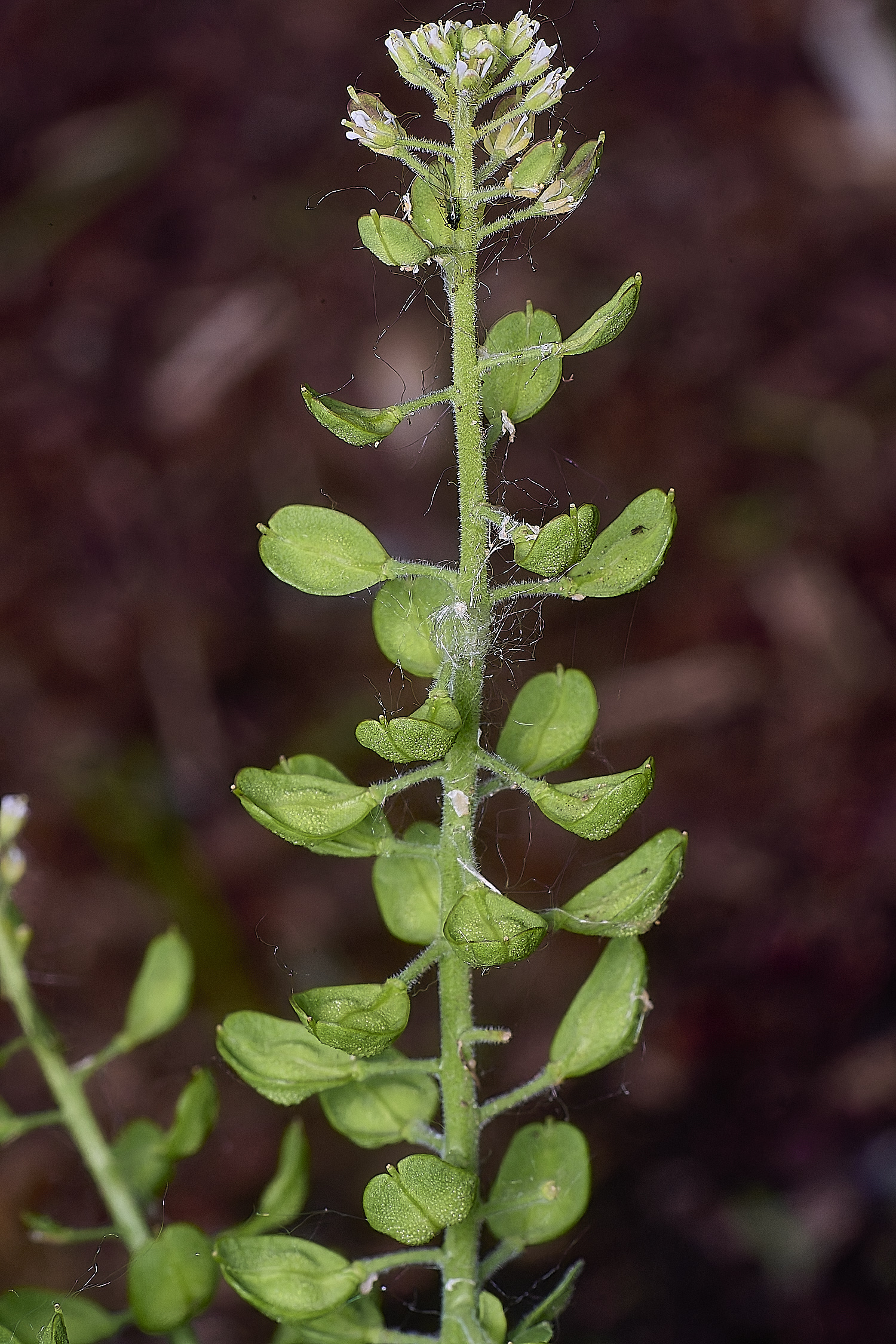 SantonDownhamPennywort080625-1
