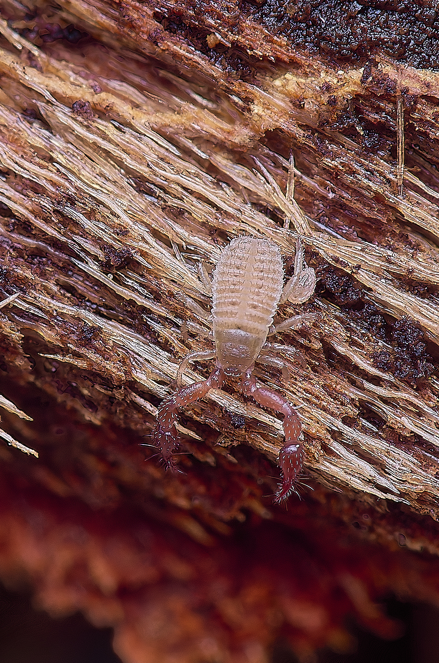 SantonDownhamPseudoscorpion080625-1 2