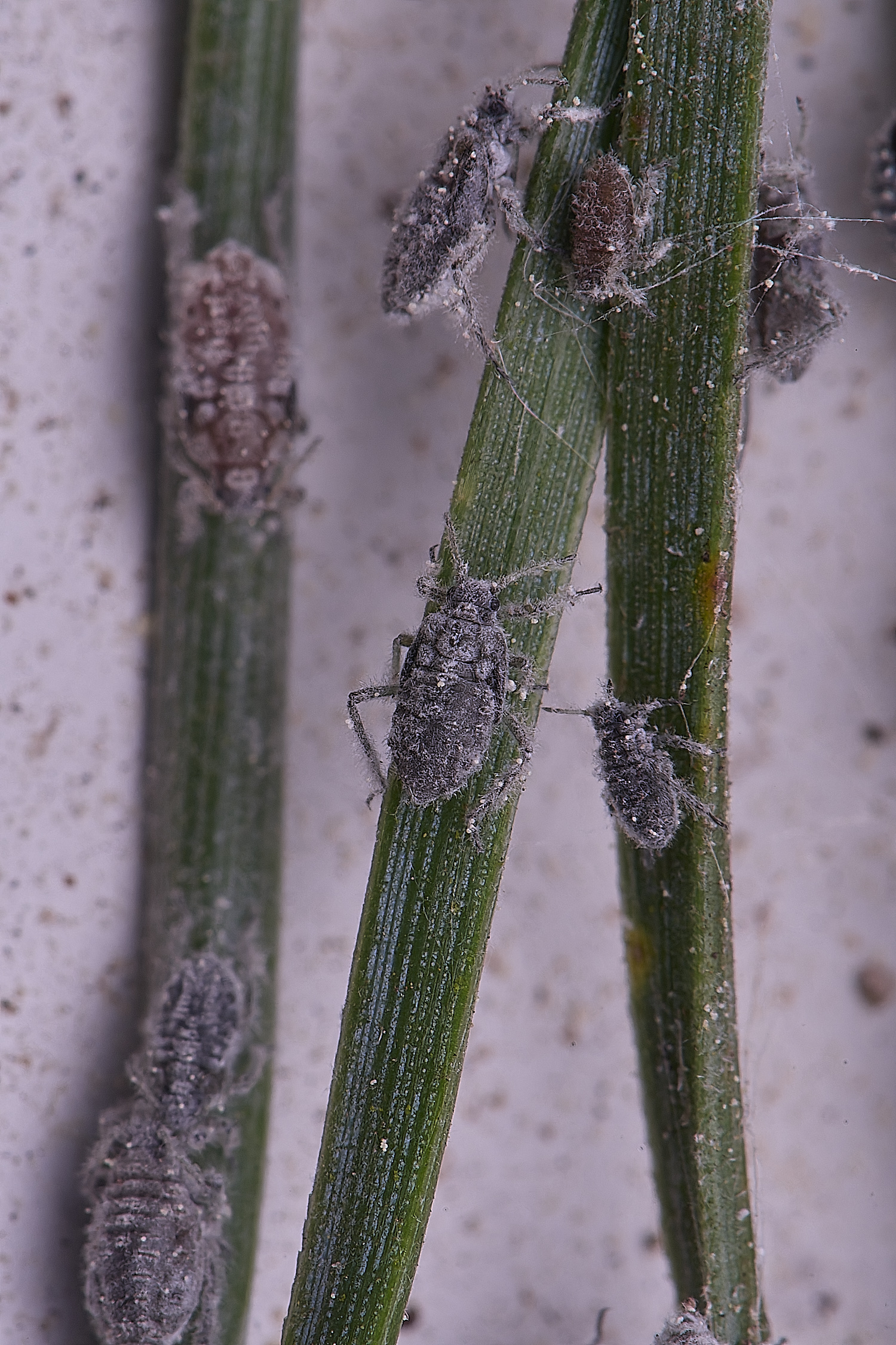 SantonDownhamScot&#39;sPineAphid140525-1