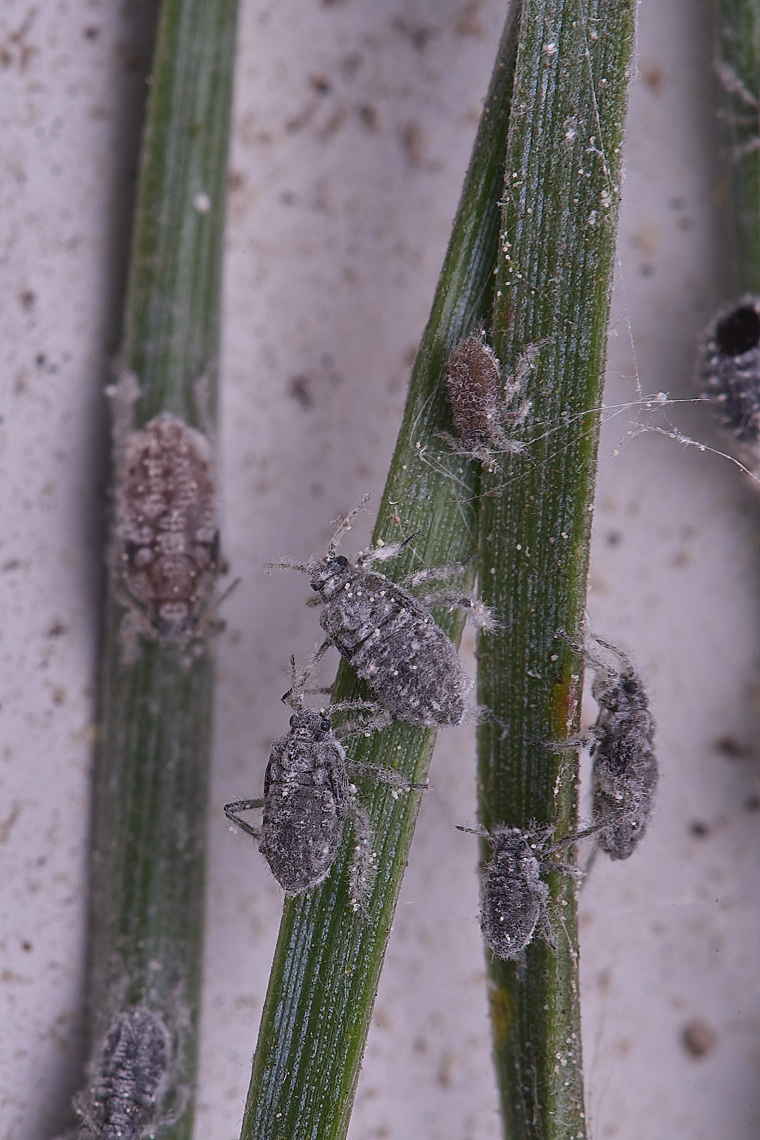 SantonDownhamScot&#39;sPineAphid140525-2