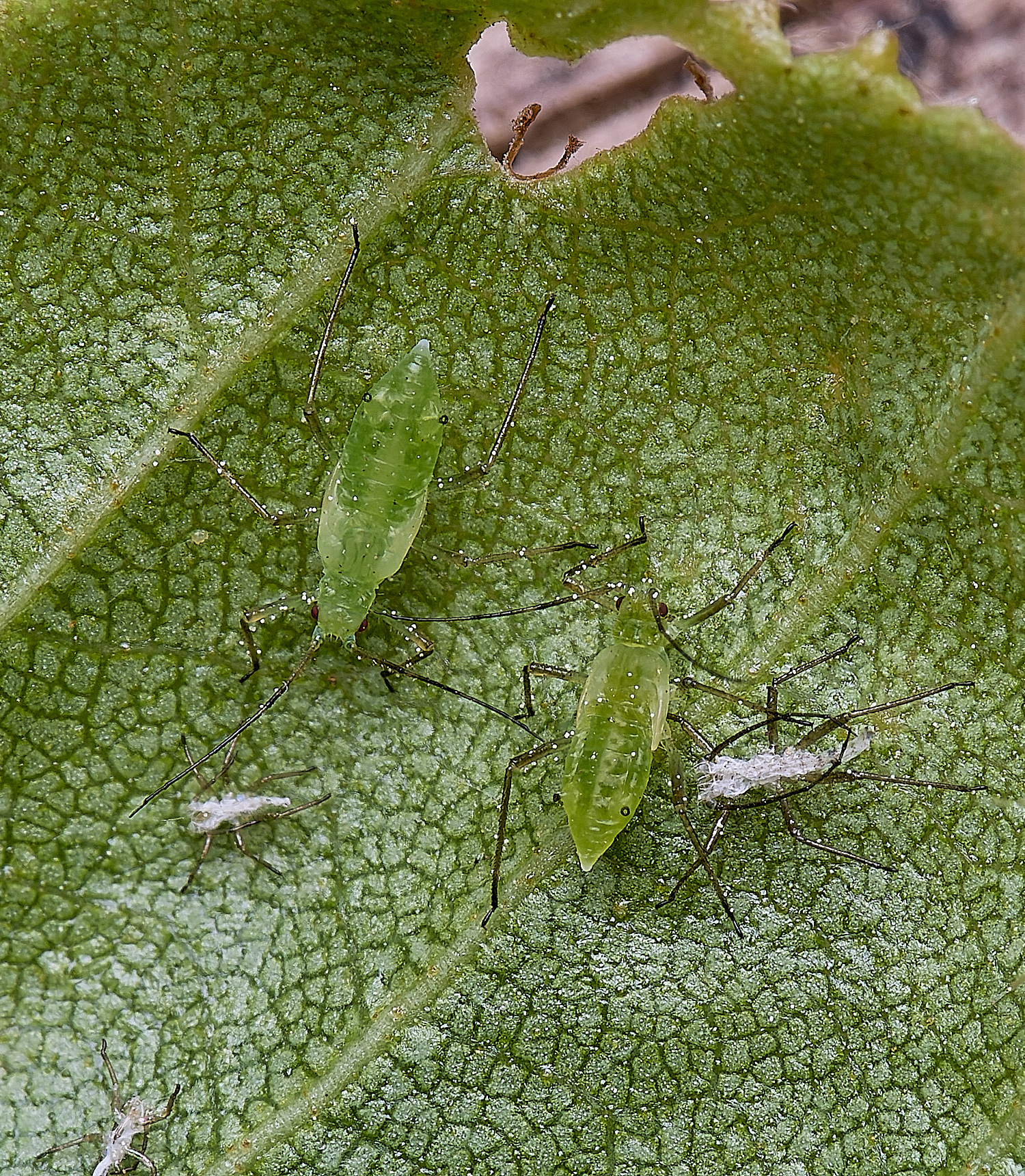 SantonDOwnhamSilverBirch140525-1