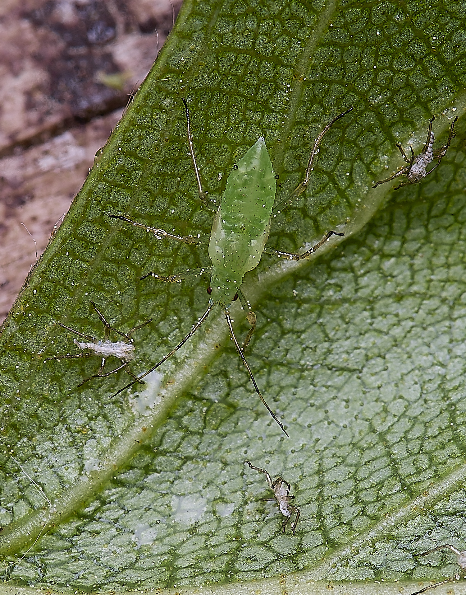 SantonDOwnhamSilverBirch140525-2