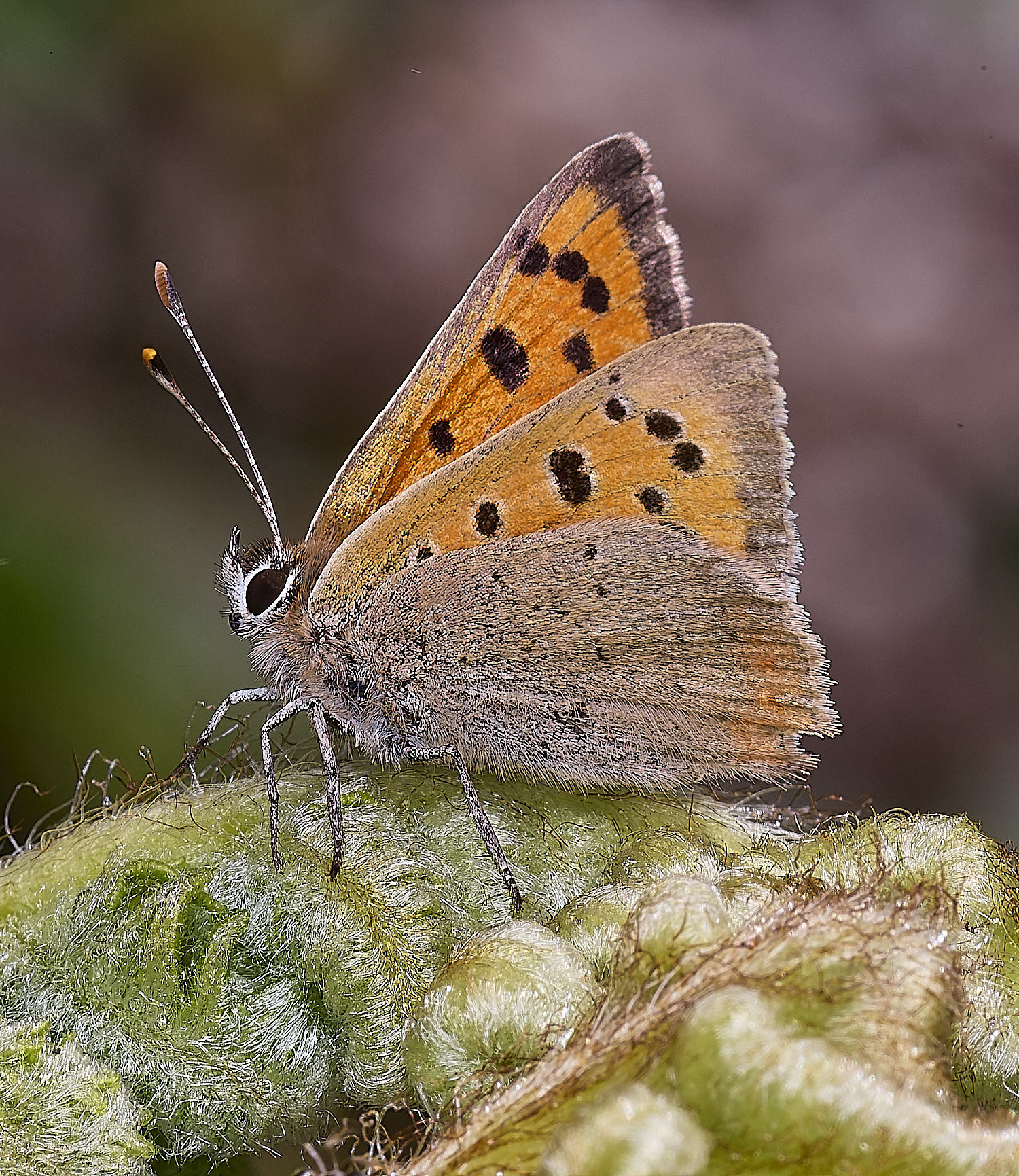 SantonDownhamSmallCopper140525-1