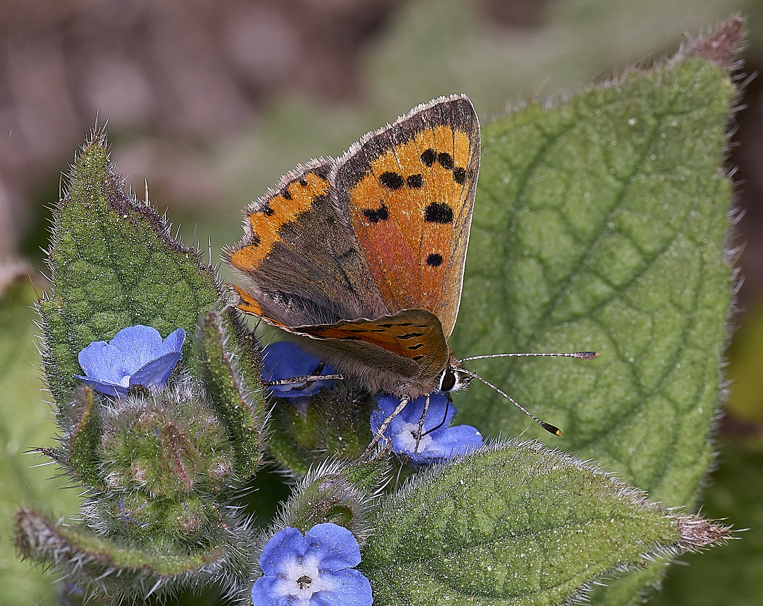 SantonDownhamSmallCopper140525-2