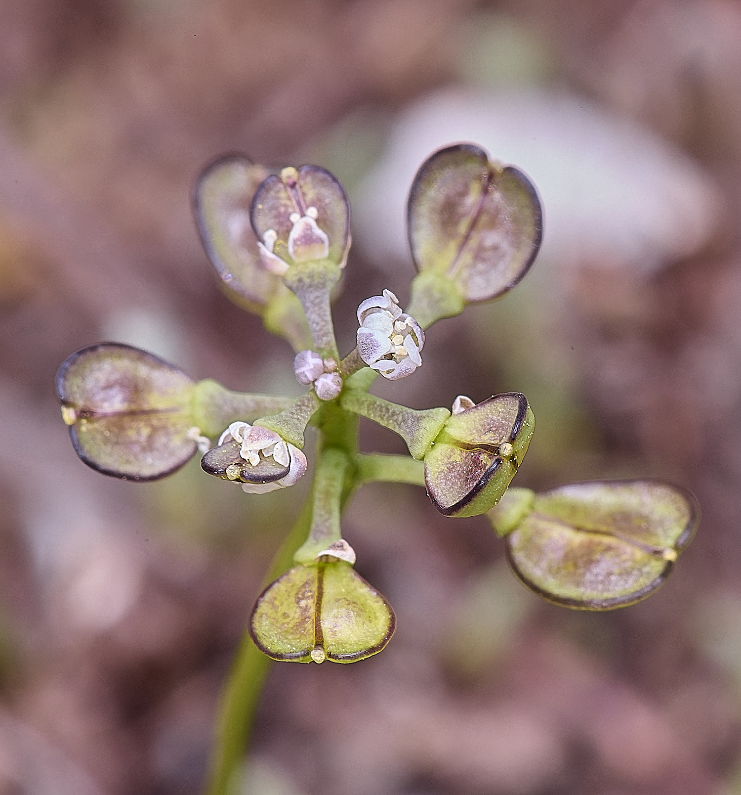 SantonDownhamTnaudicaulis190425-1