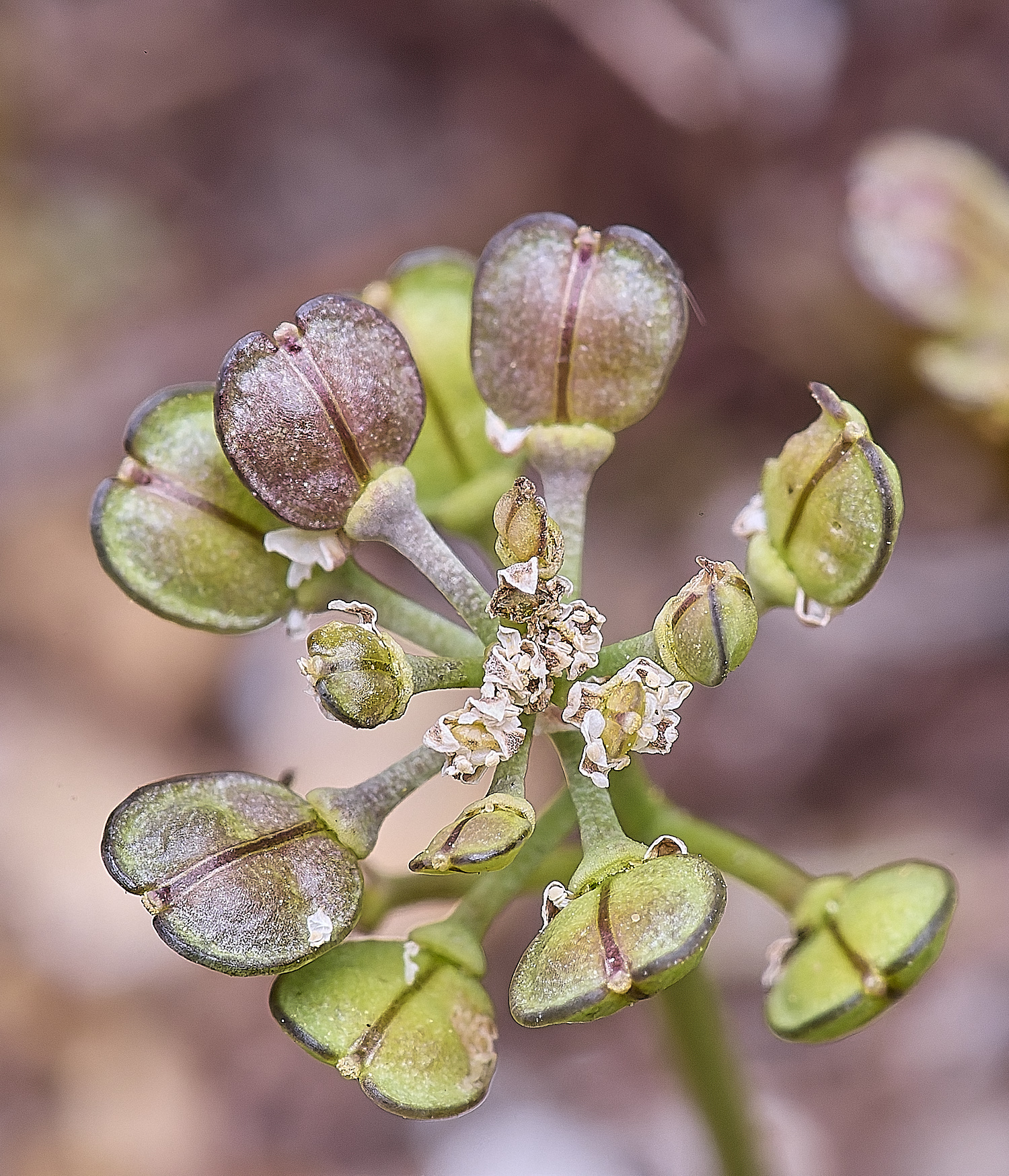 SantonDownhamTnaudicaulis190425-2