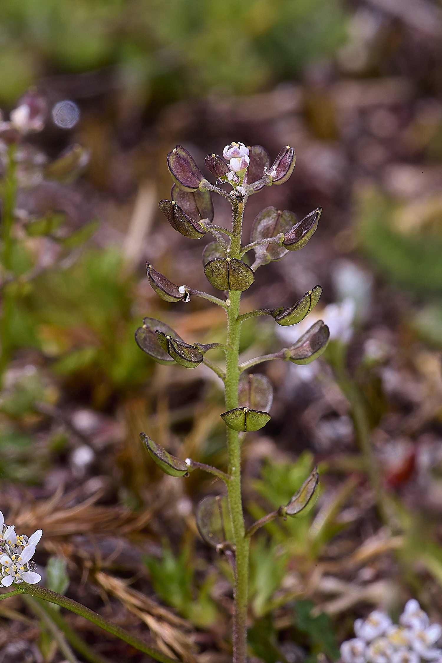 SantonDownhamTnaudicaulis190425-3