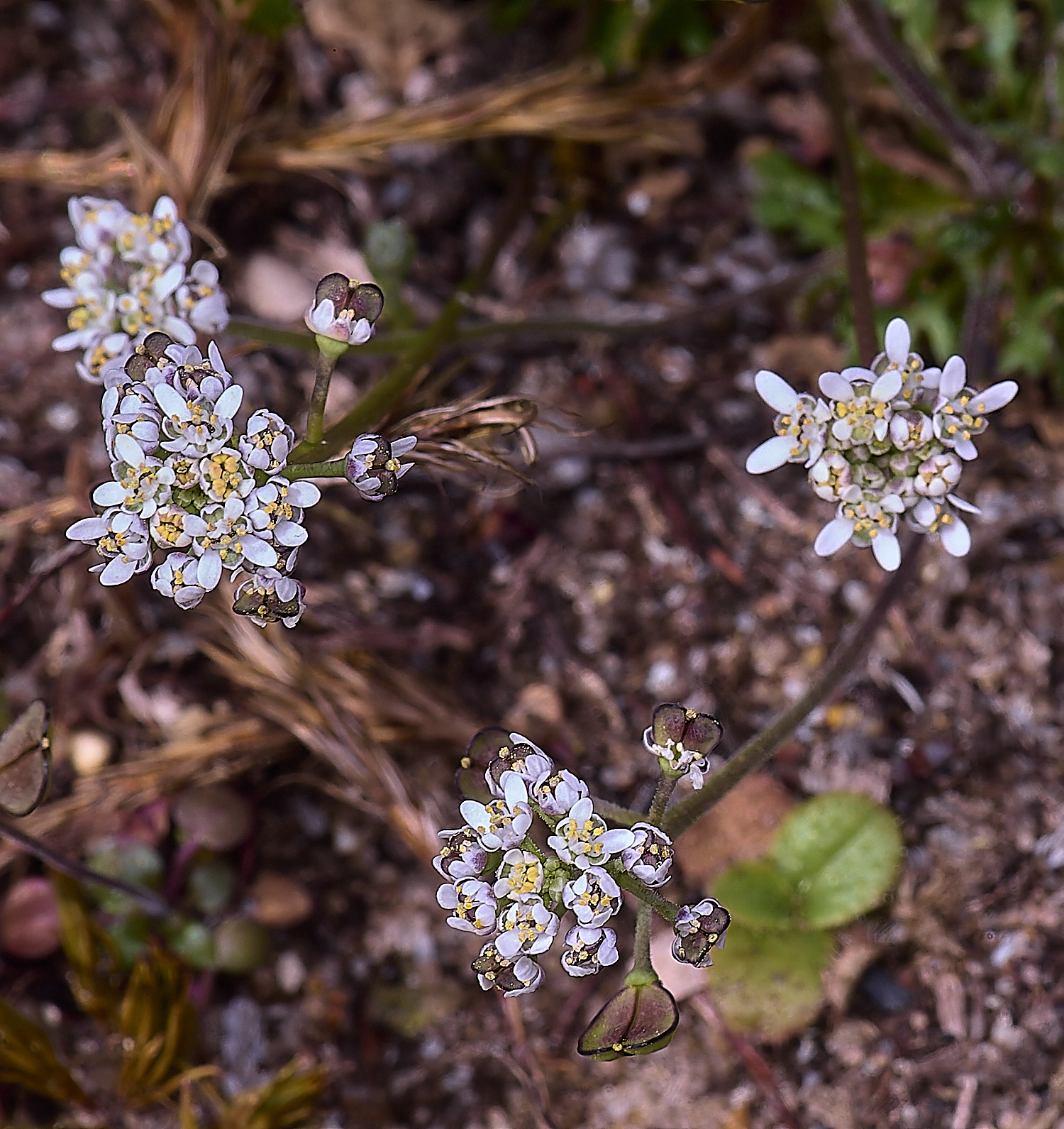 SantonDownhamTnaudicaulis190425-4 1