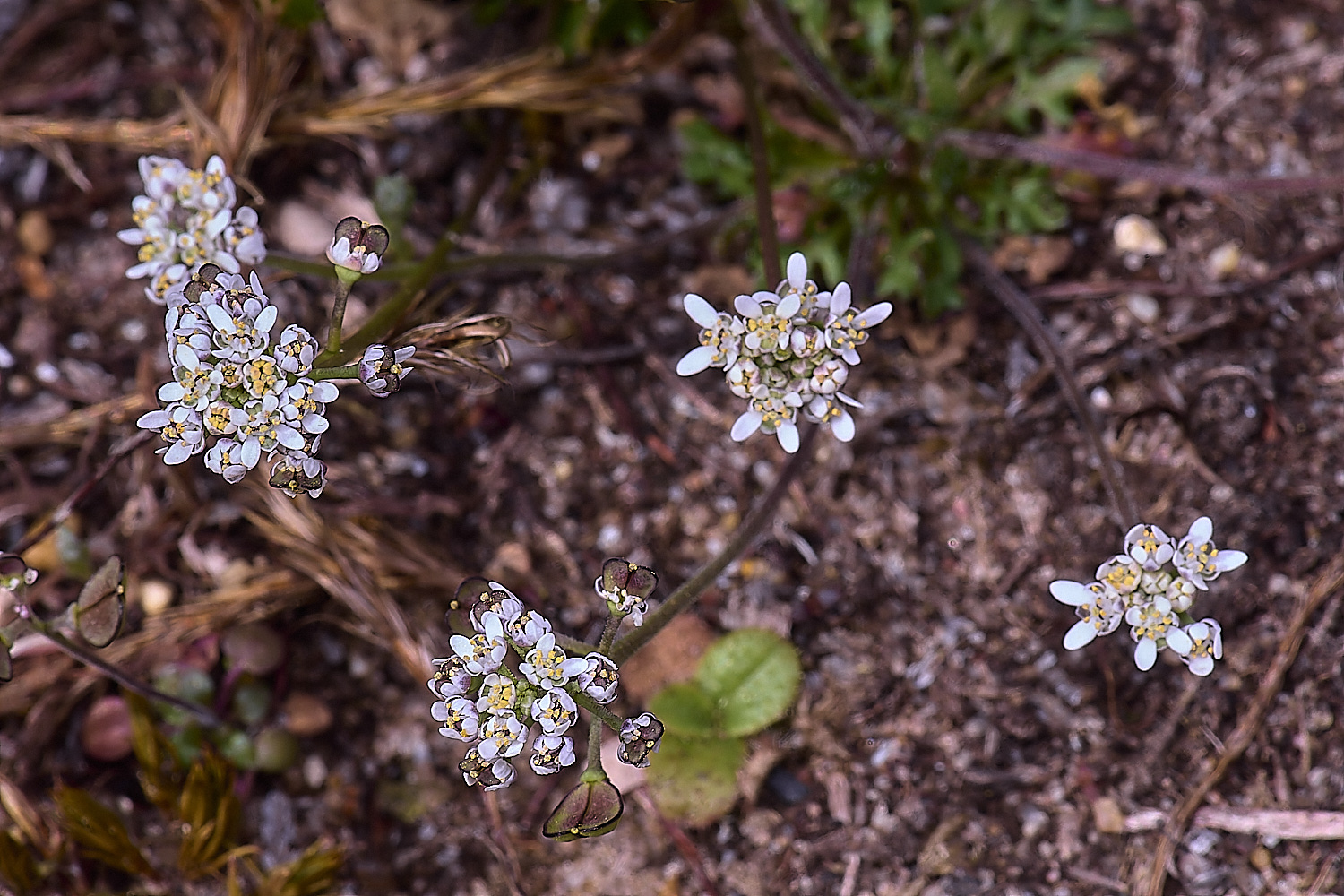 SantonDownhamTnaudicaulis190425-4