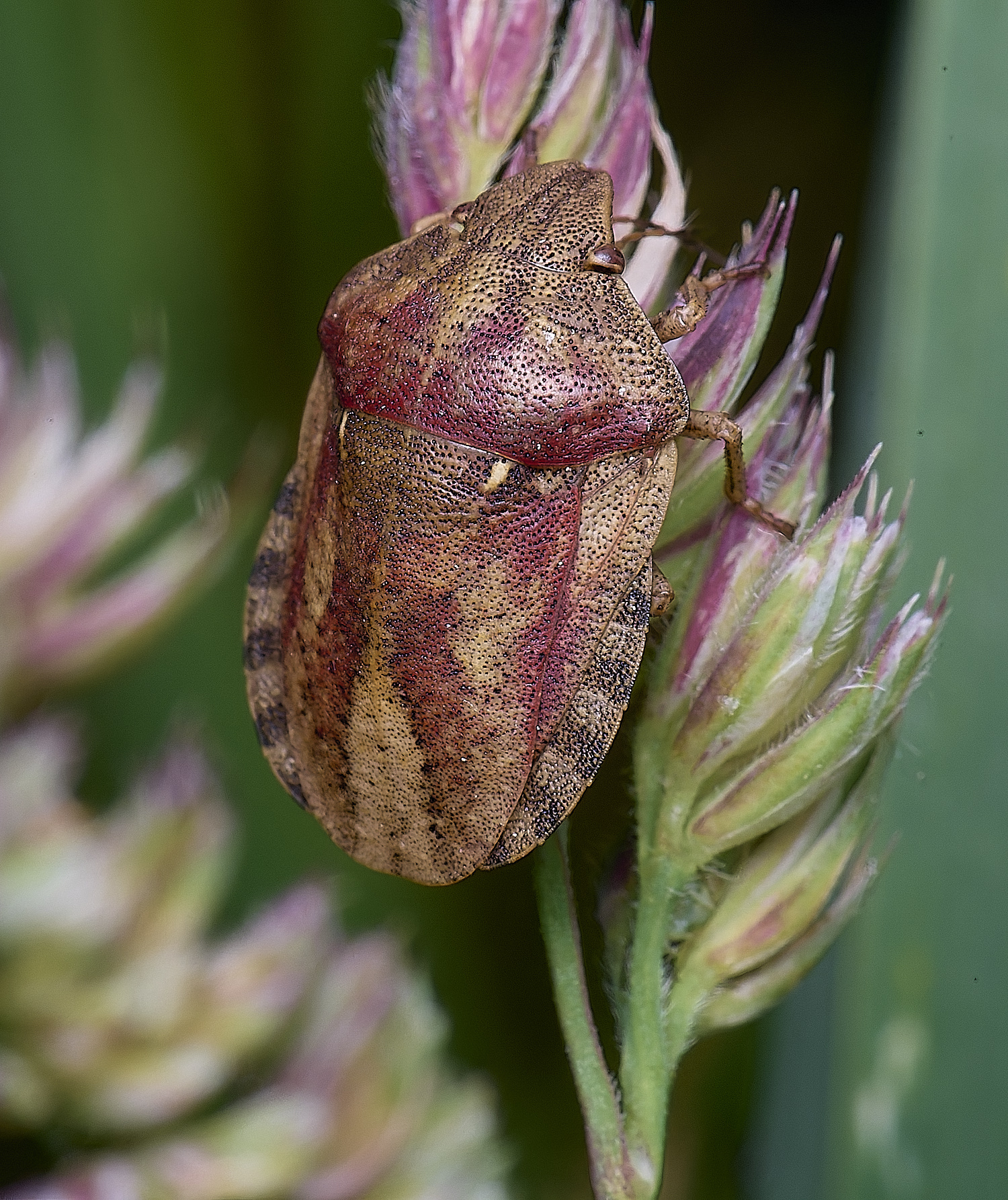 SantonDownhamTortoiseShieldbug080625-1 1