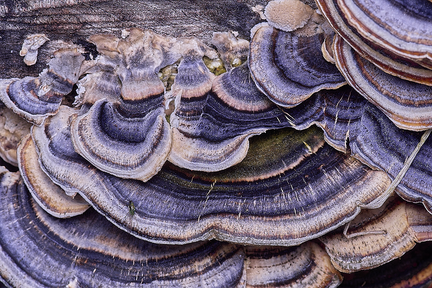 SantonDwnhamTrametes080625-1 1