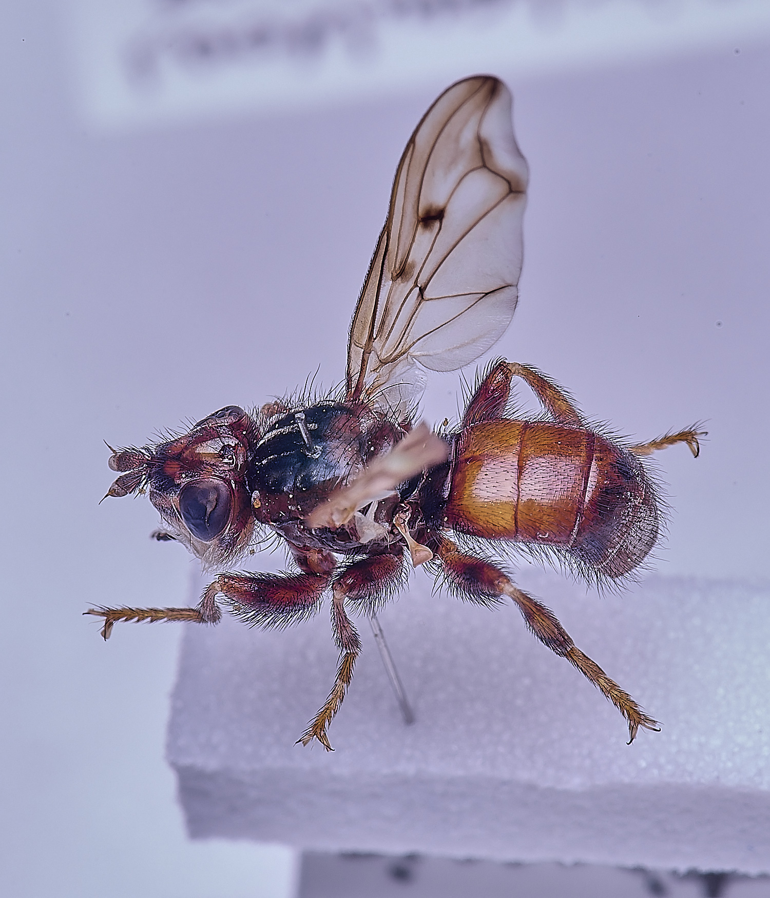 SheringhamParkDiptera170525-12 1
