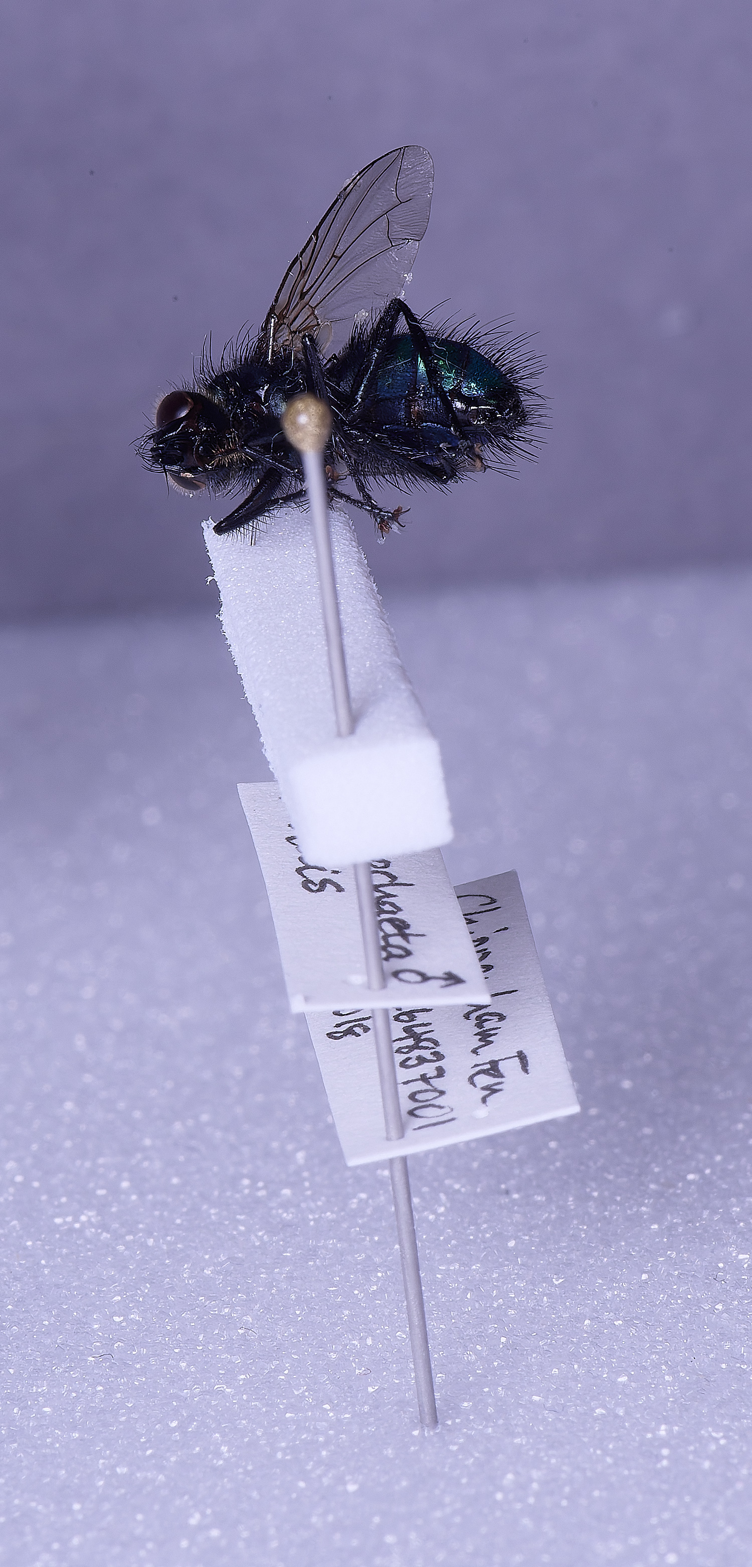 SheringhamParkDiptera170525-13