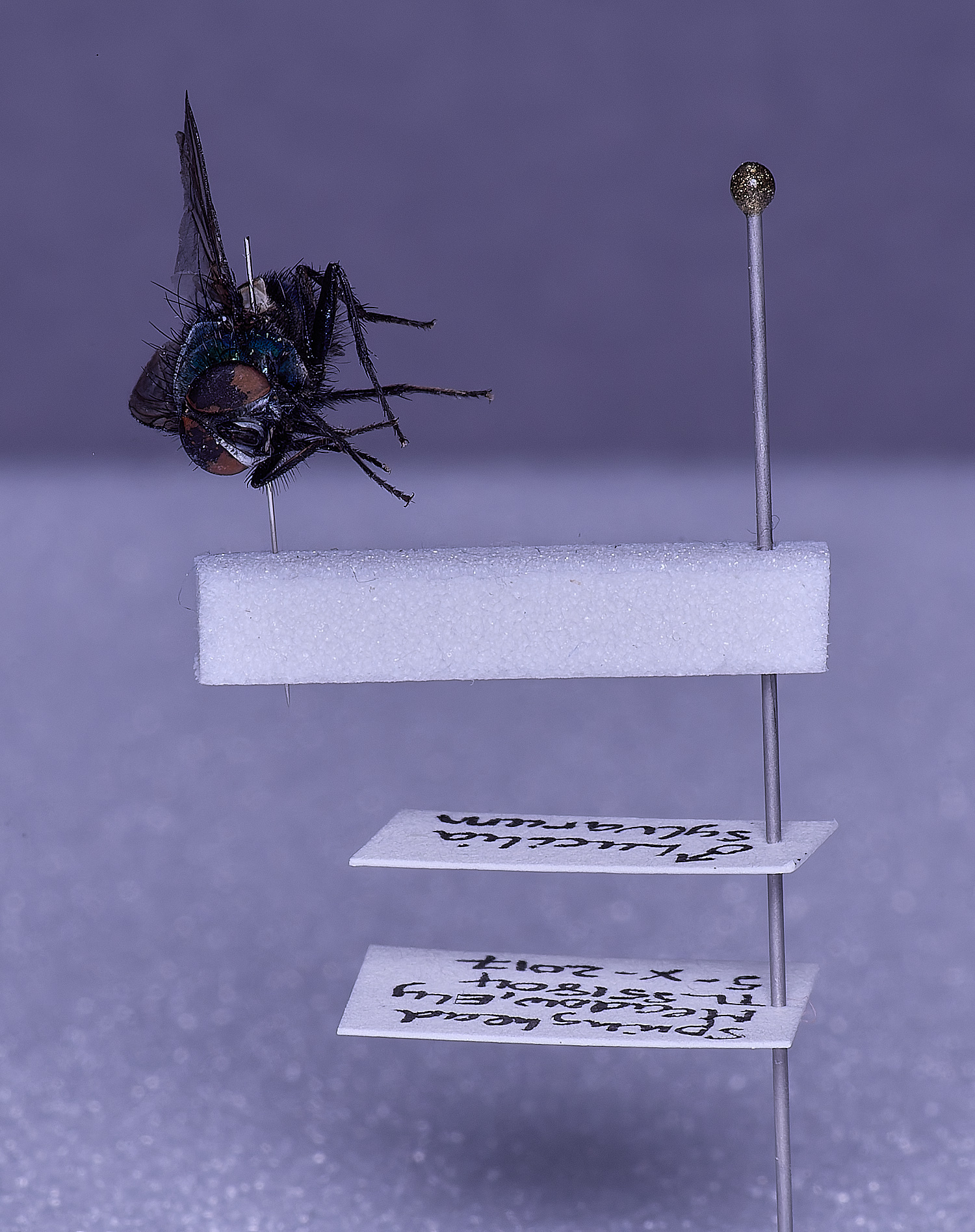 SheringhamParkDiptera170525-14