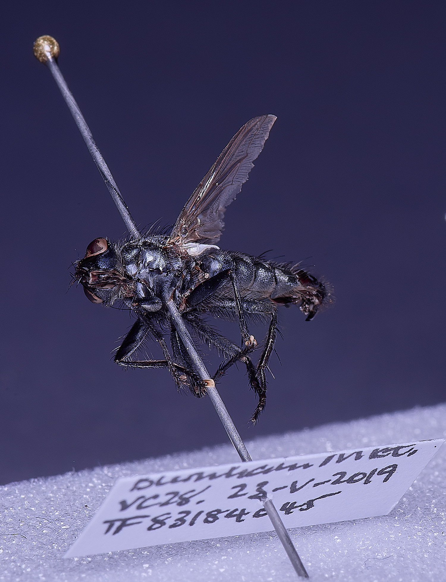 SheringhamParkDiptera170525-15