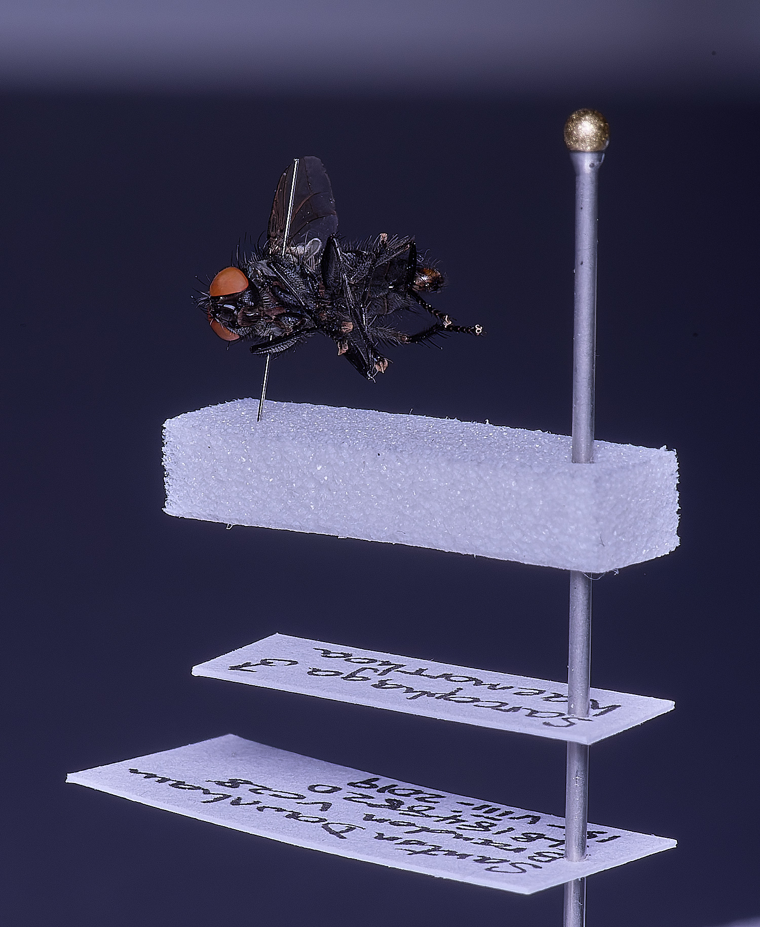 SheringhamParkDiptera170525-16