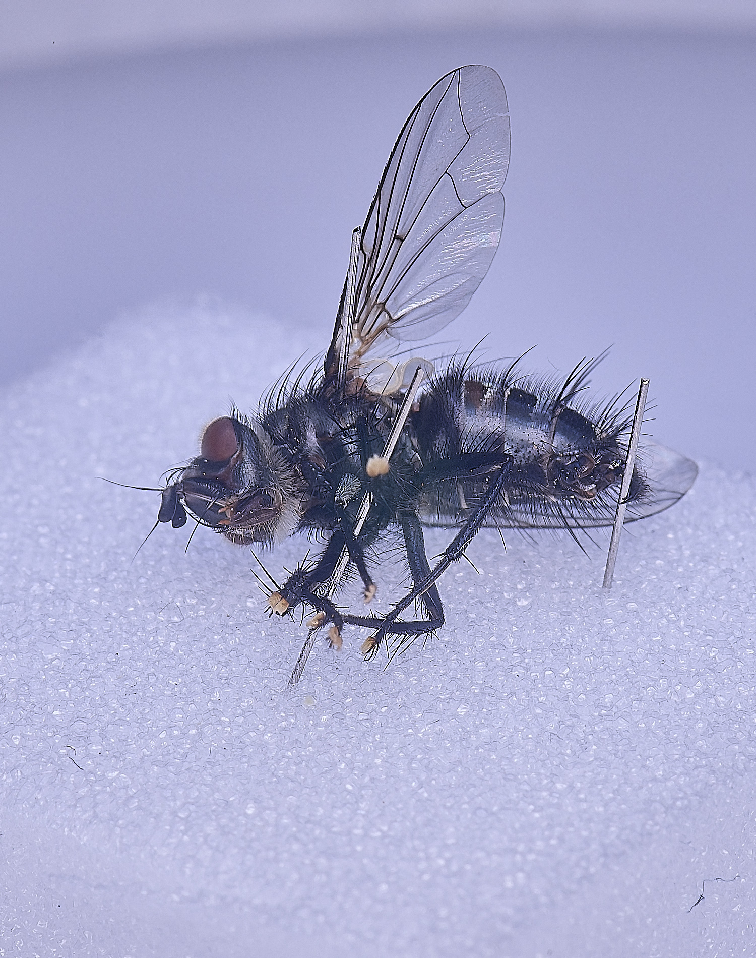 SheringhamParkDiptera170525-21