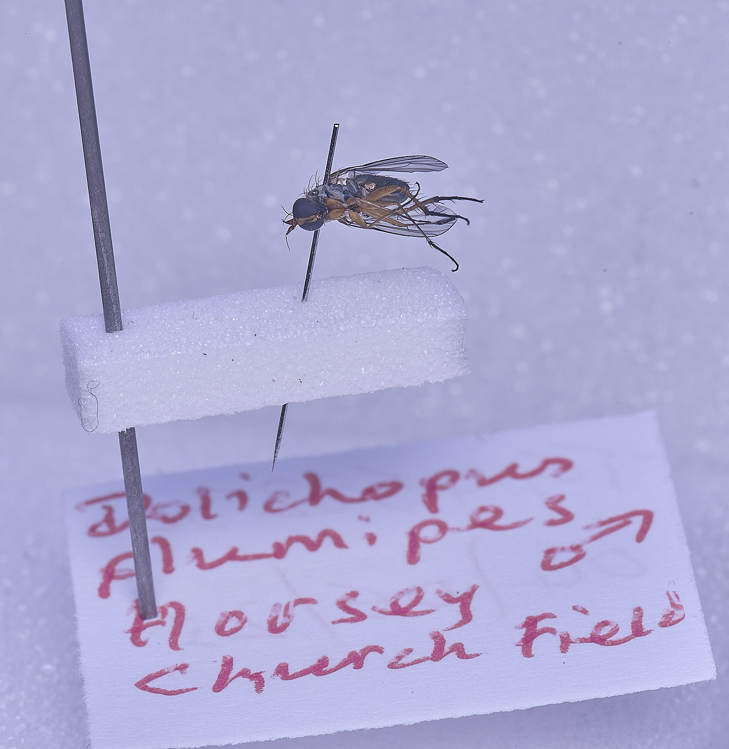 SheringhamParkDiptera170525-4