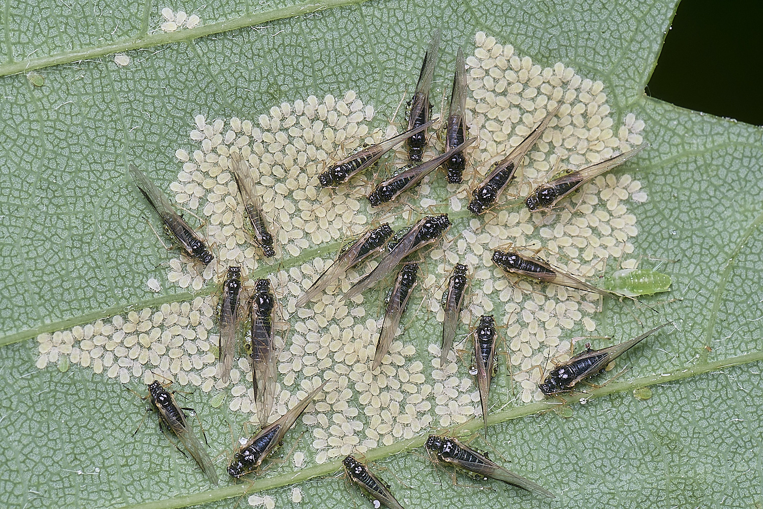 SheringhamParkSycamoreAphids170525-1 1