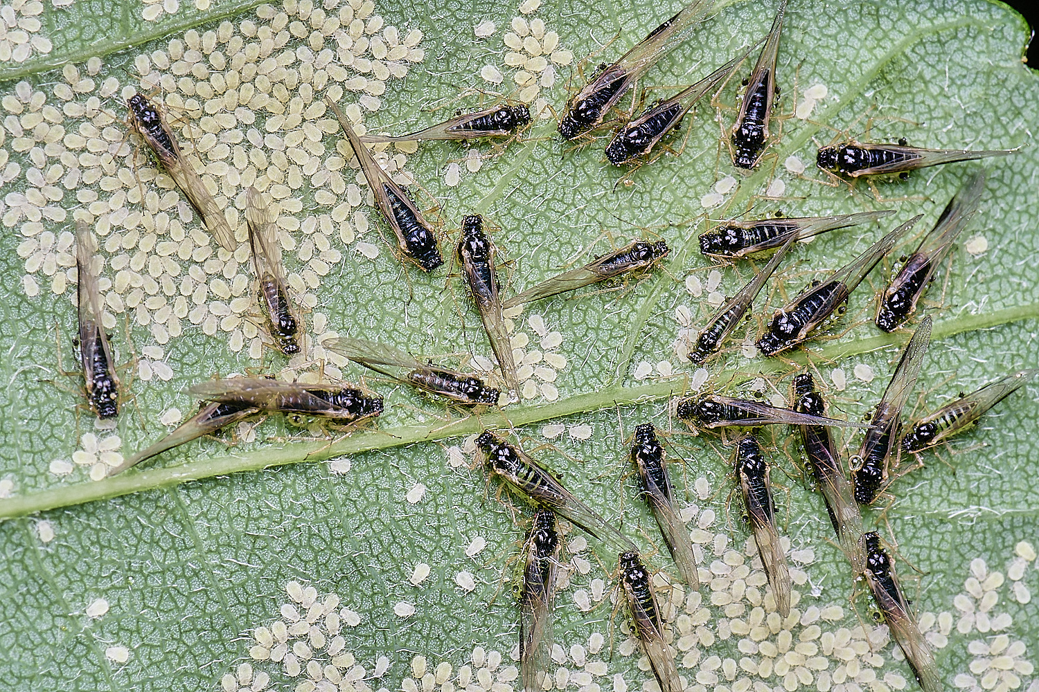 SheringhamParkSycamoreAphids170525-2 1