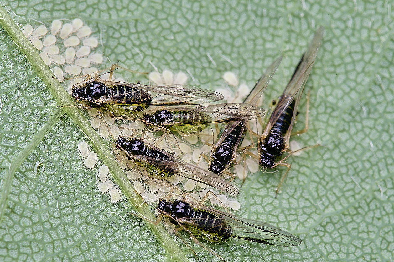 SheringhamParkSycamoreAphids170525-3 1