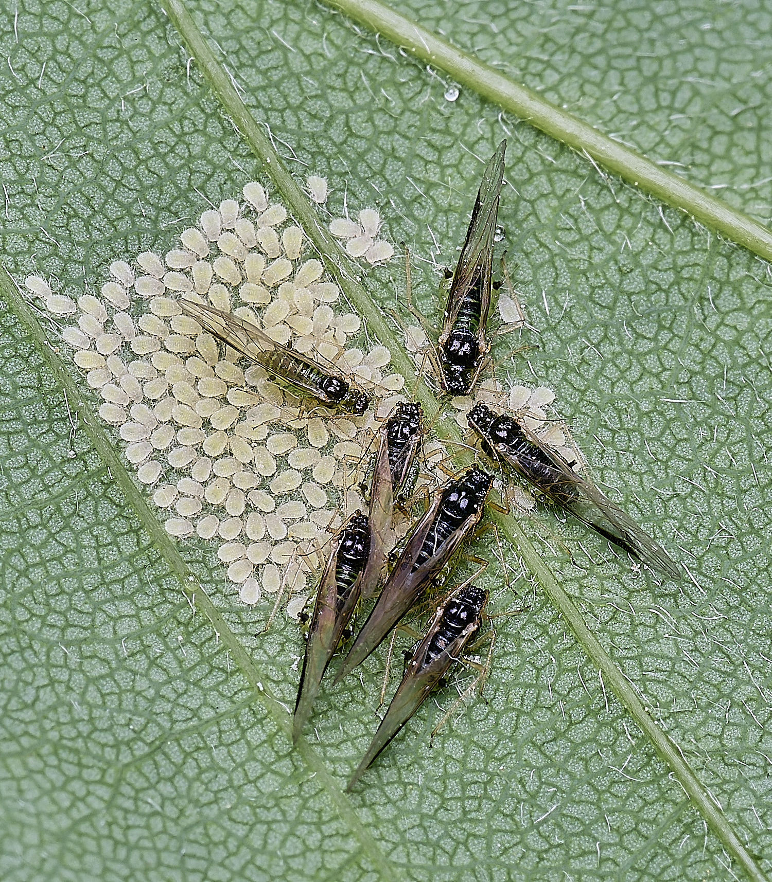 SheringhamParkSycamoreAphids170525-4 1