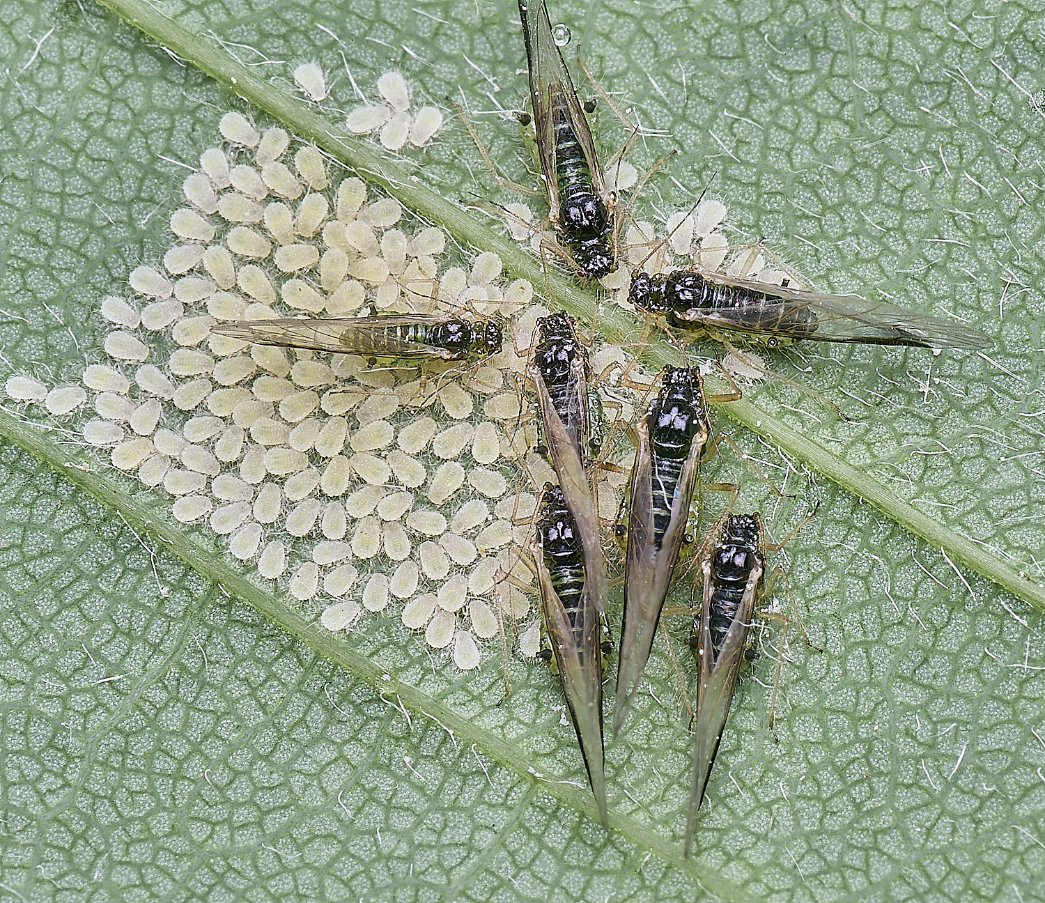 SheringhamParkSycamoreAphids170525-5 1