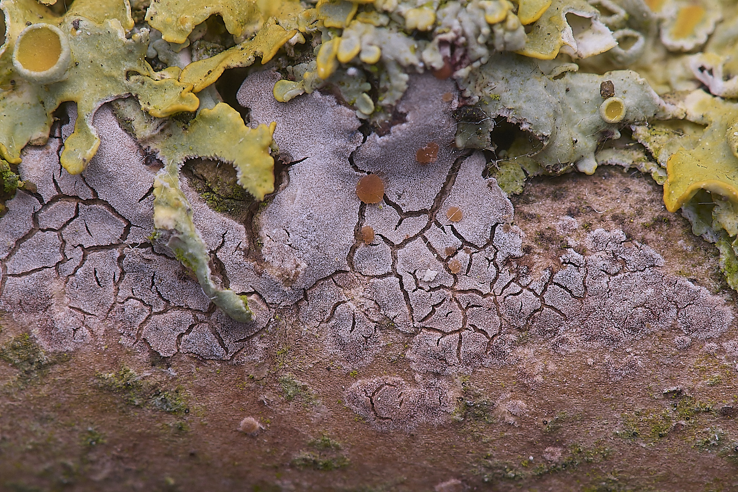 Show&#38;Tell130425-1