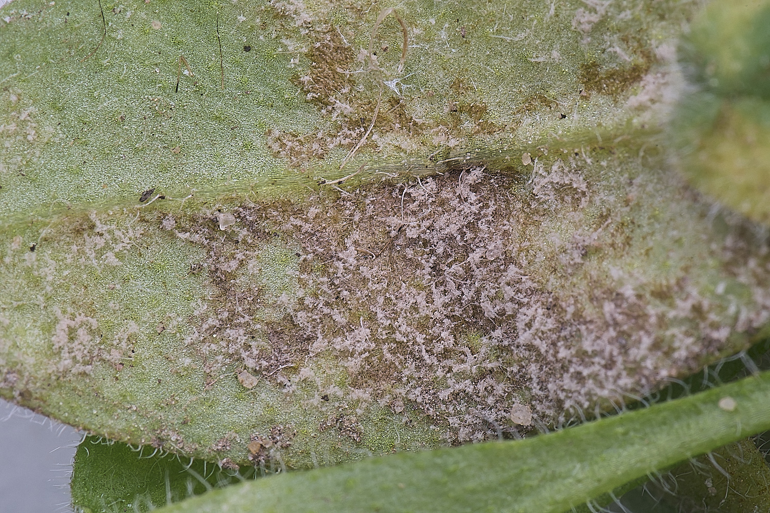 Show&#38;Tell130425-3