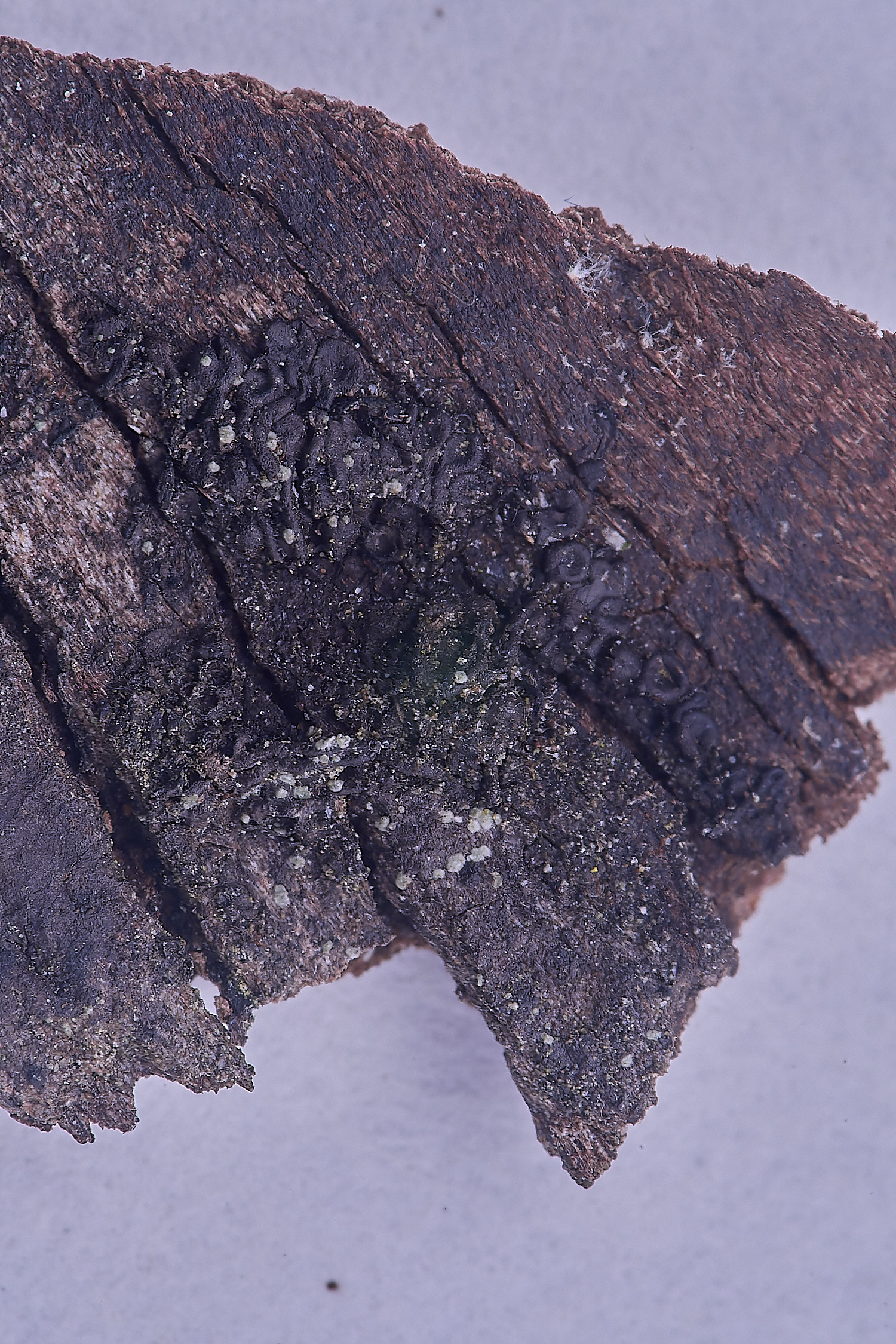 Show&#38;Tell130425-4