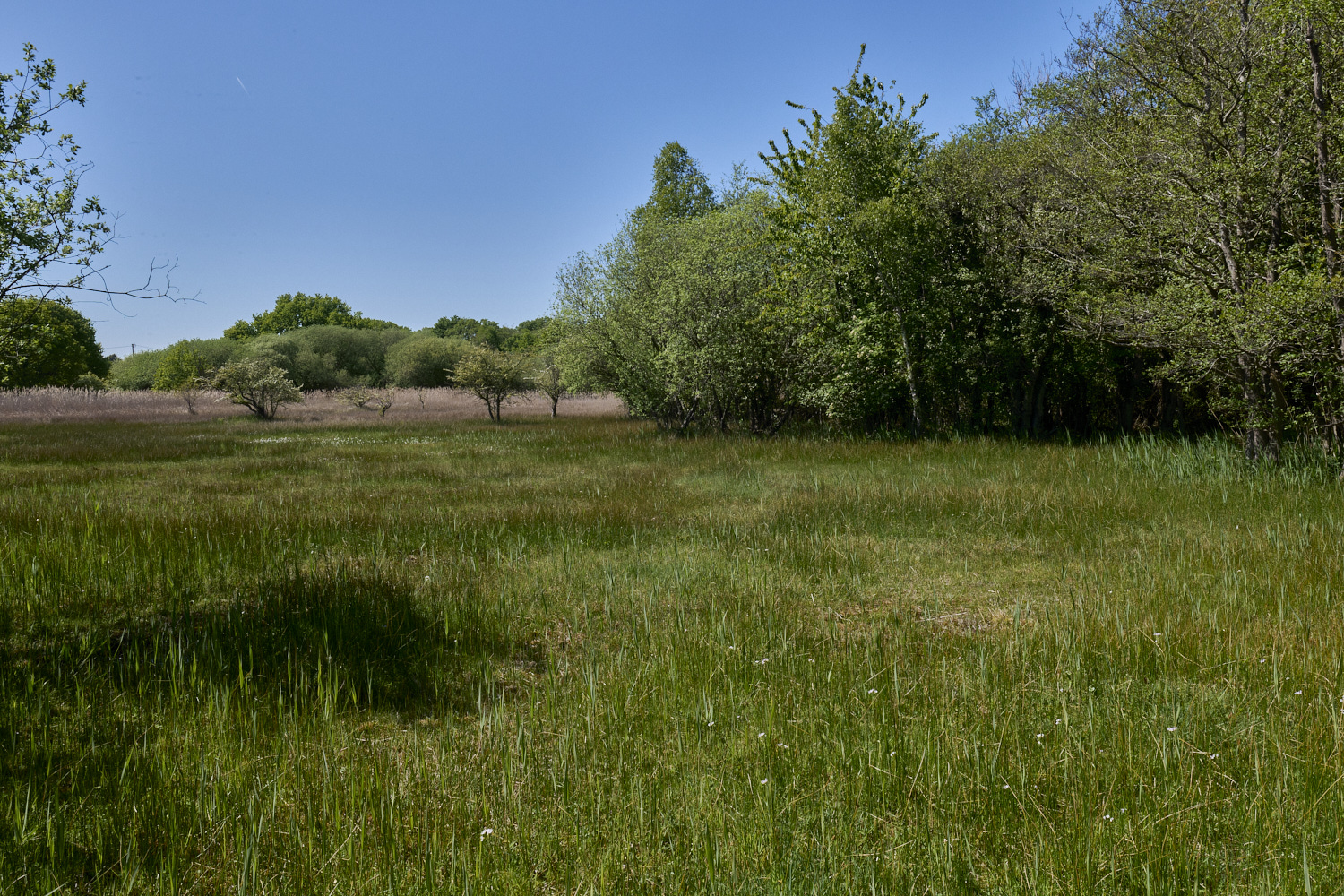 SouthreppsCommon120525-1