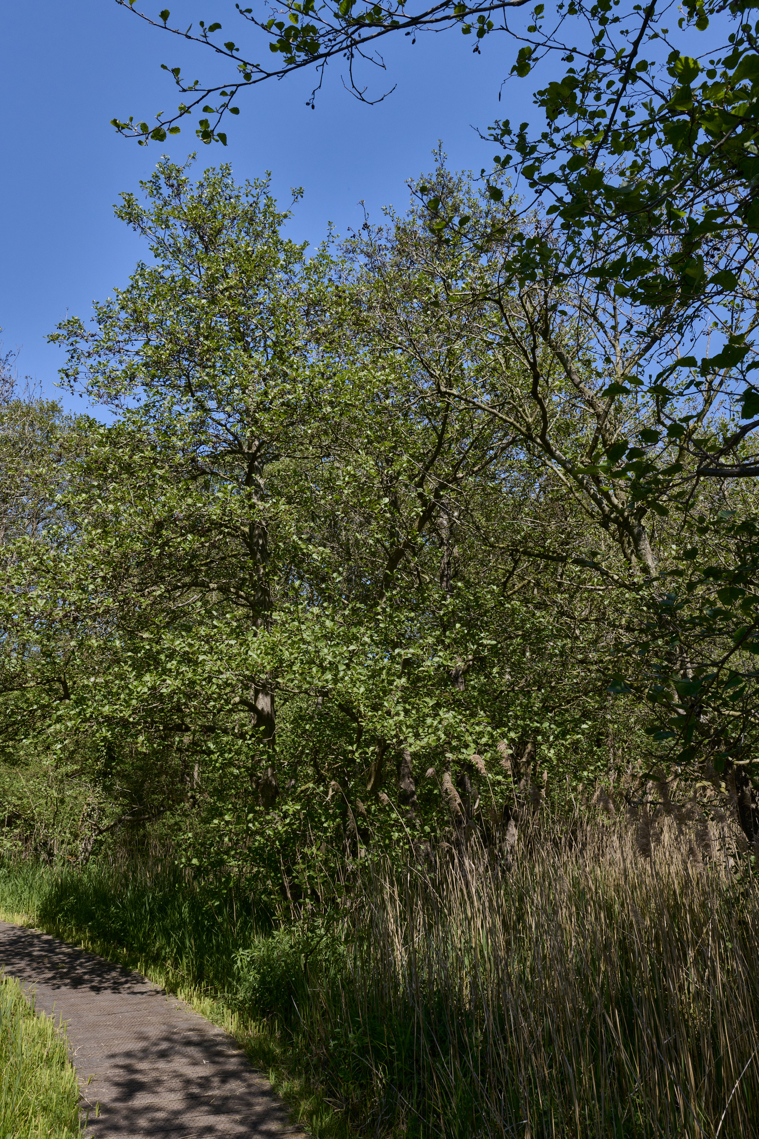 SouthreppsCommon120525-2