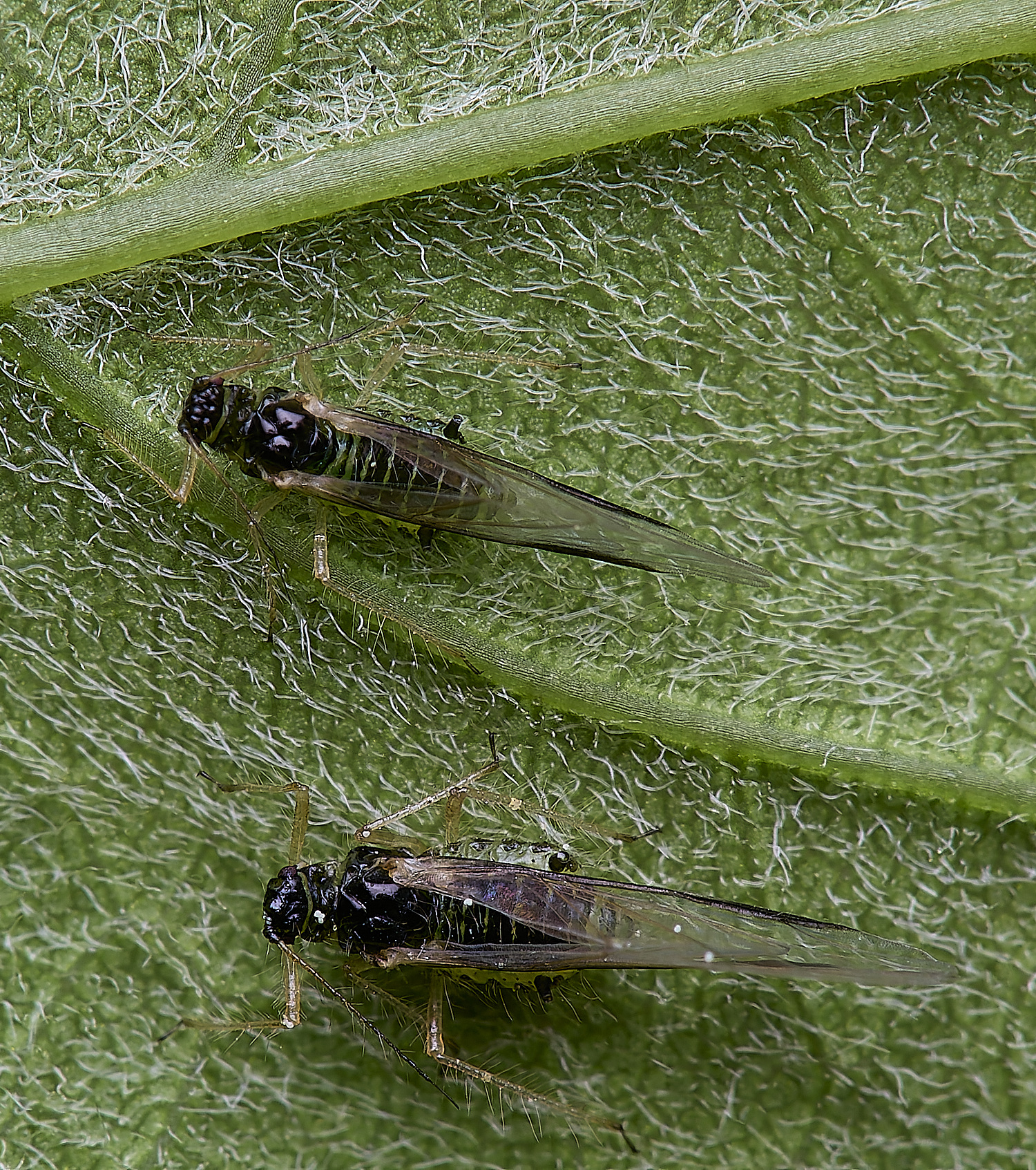 SouthreppsCommonAphid120525-1