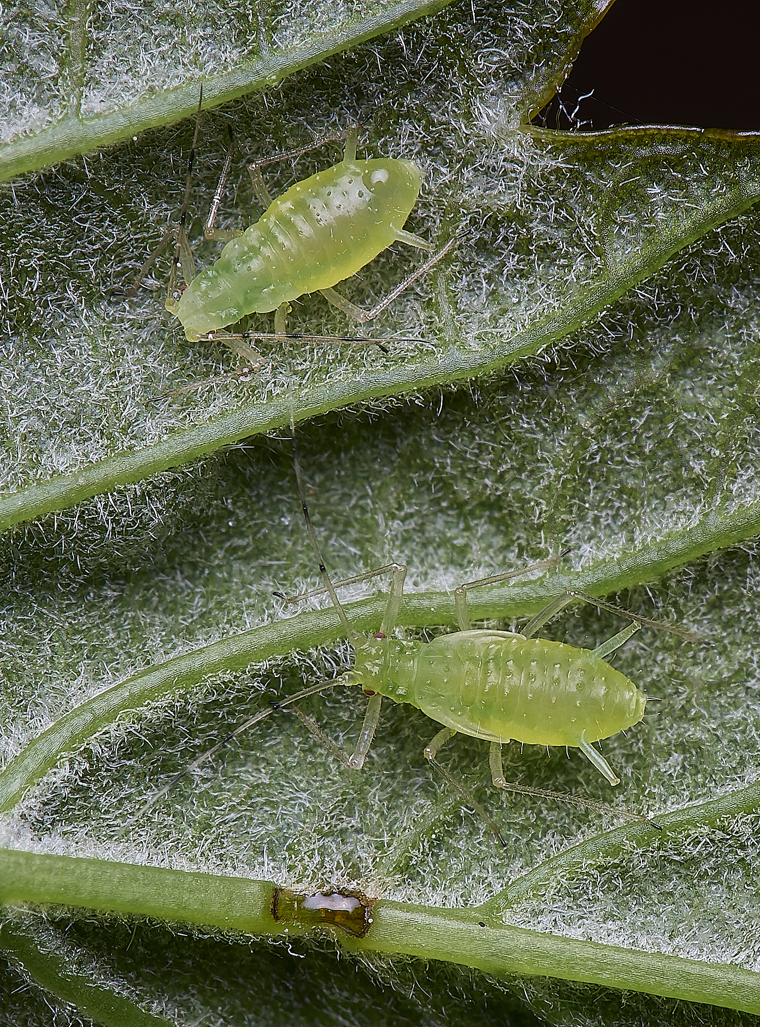 SouthreppsCommonAphid120525-2